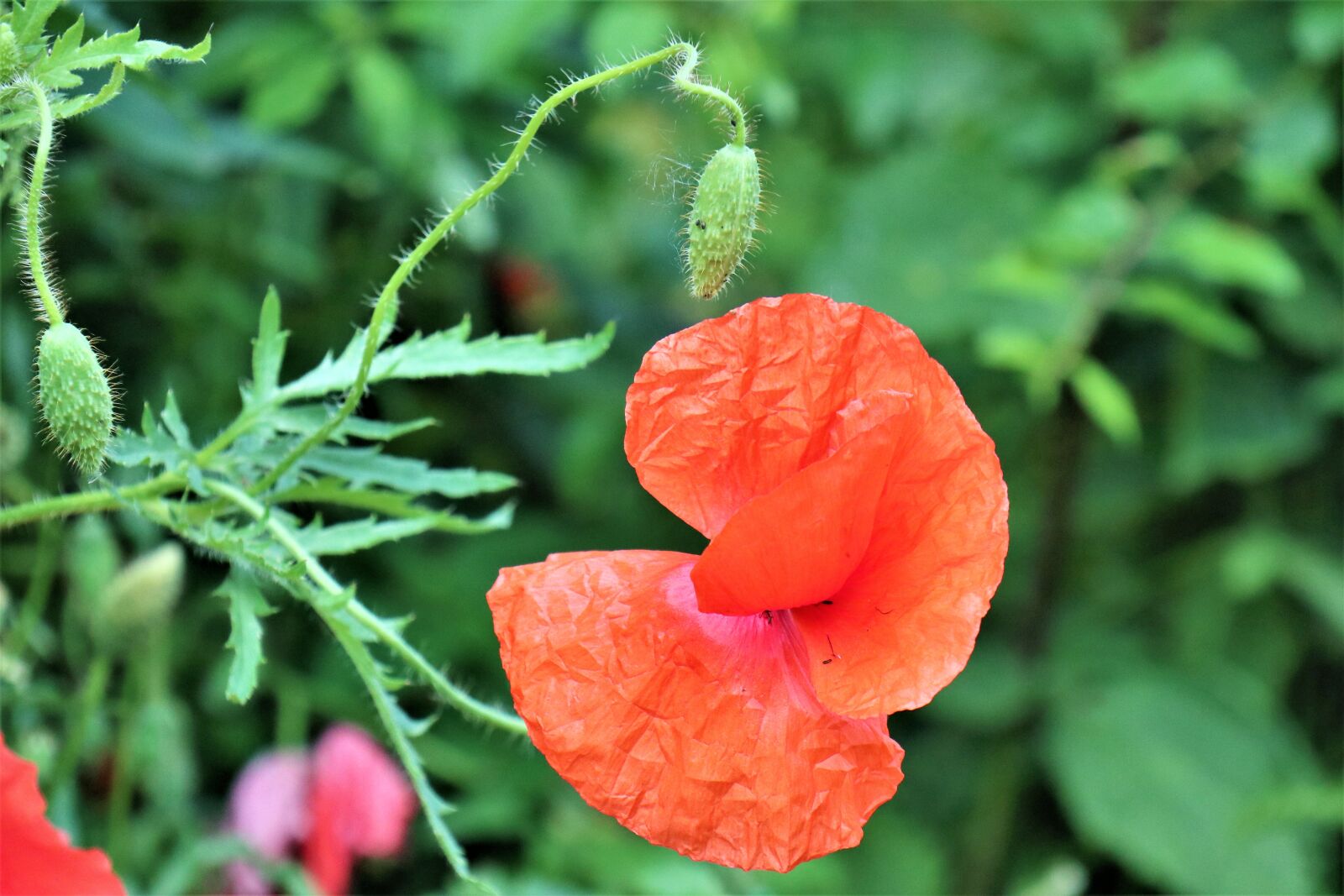 Canon EOS M6 sample photo. Poppies, flowers, meadow photography