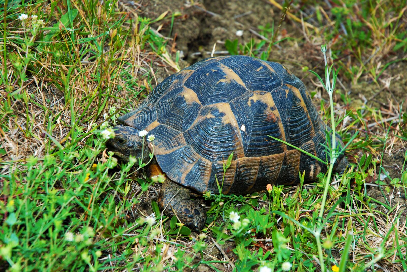 Nikon D80 sample photo. Tortoise, nature, herbs photography