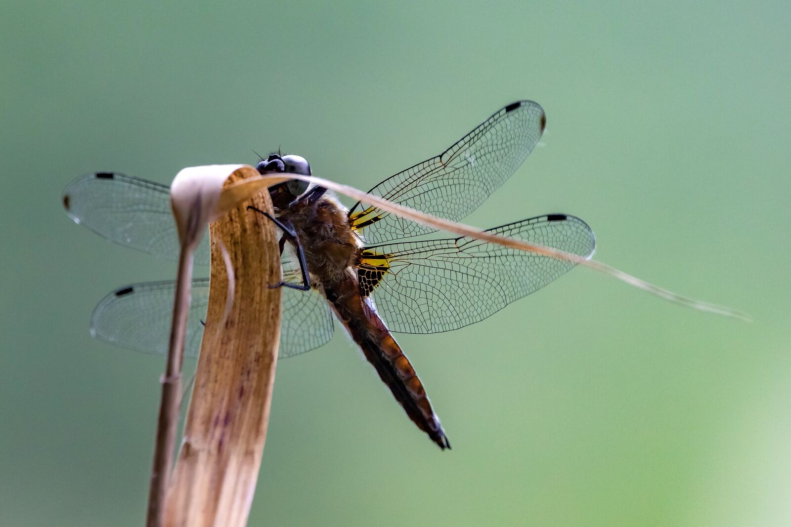 Canon EOS 5D Mark IV + 150-600mm F5-6.3 DG OS HSM | Contemporary 015 sample photo. Dragonfly, plattbauch, sailing dragonfly photography
