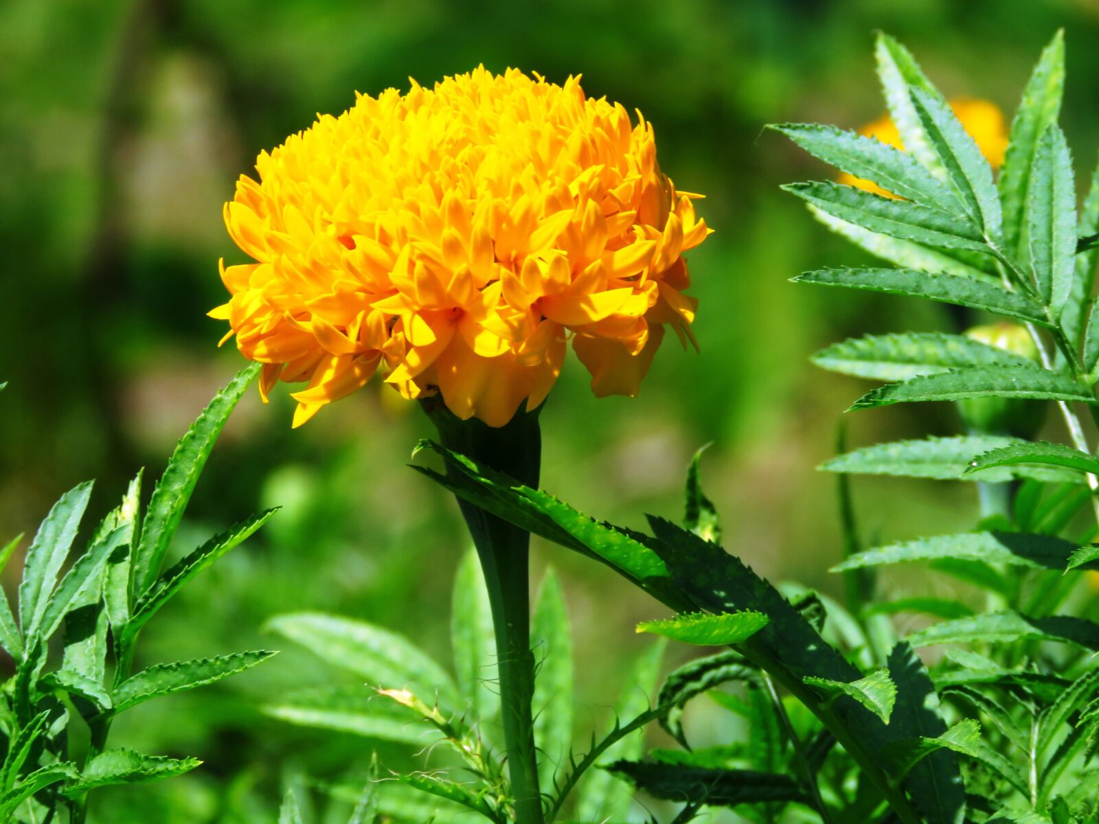 Canon PowerShot SX60 HS sample photo. Yellow, flower, fresh photography