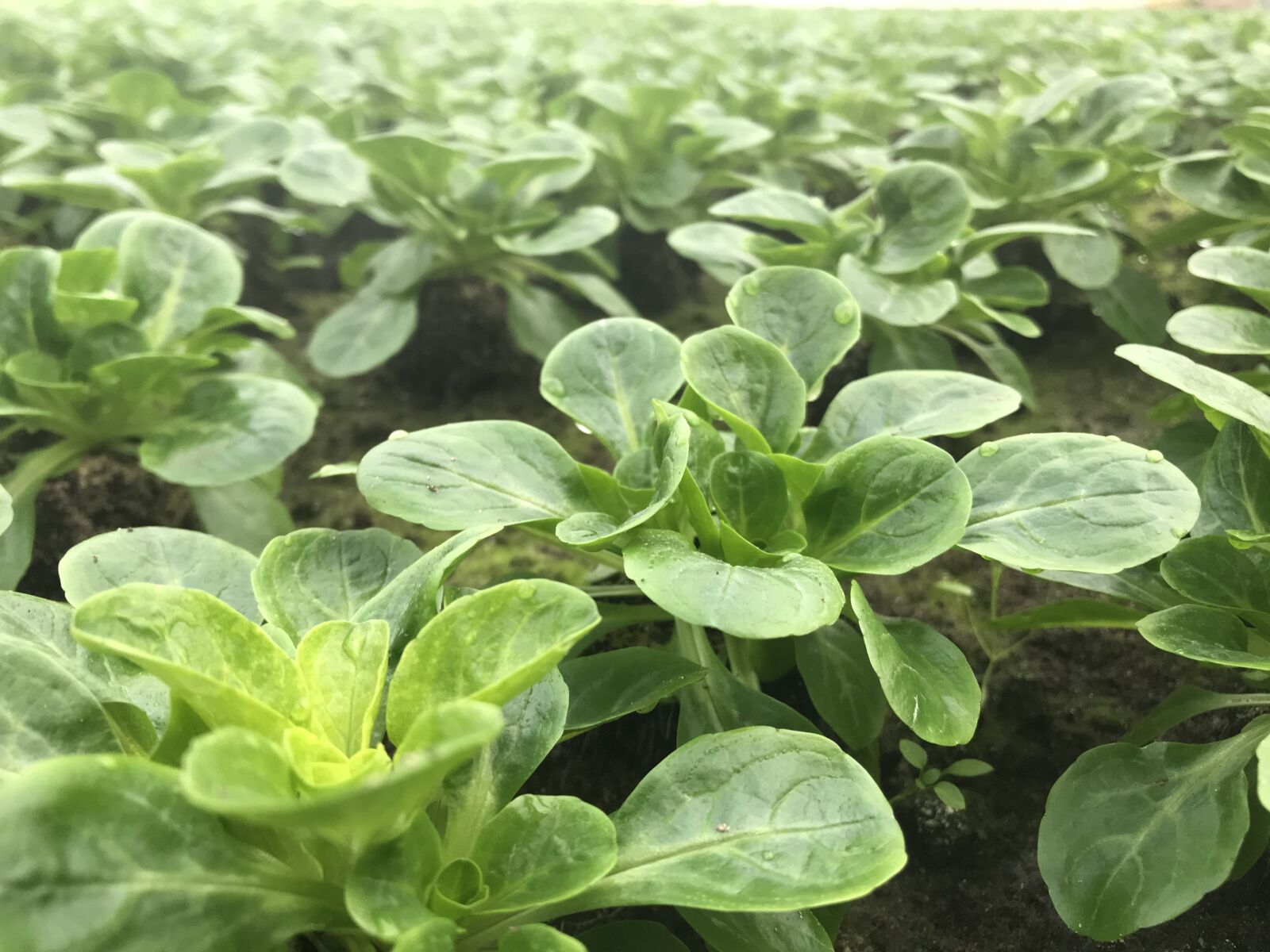 Apple iPhone 7 Plus sample photo. Lamb's lettuce, salad, eat photography