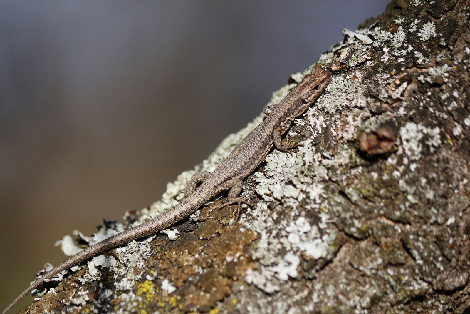 Canon EOS 650D (EOS Rebel T4i / EOS Kiss X6i) sample photo. Lizard, camouflage, nature photography