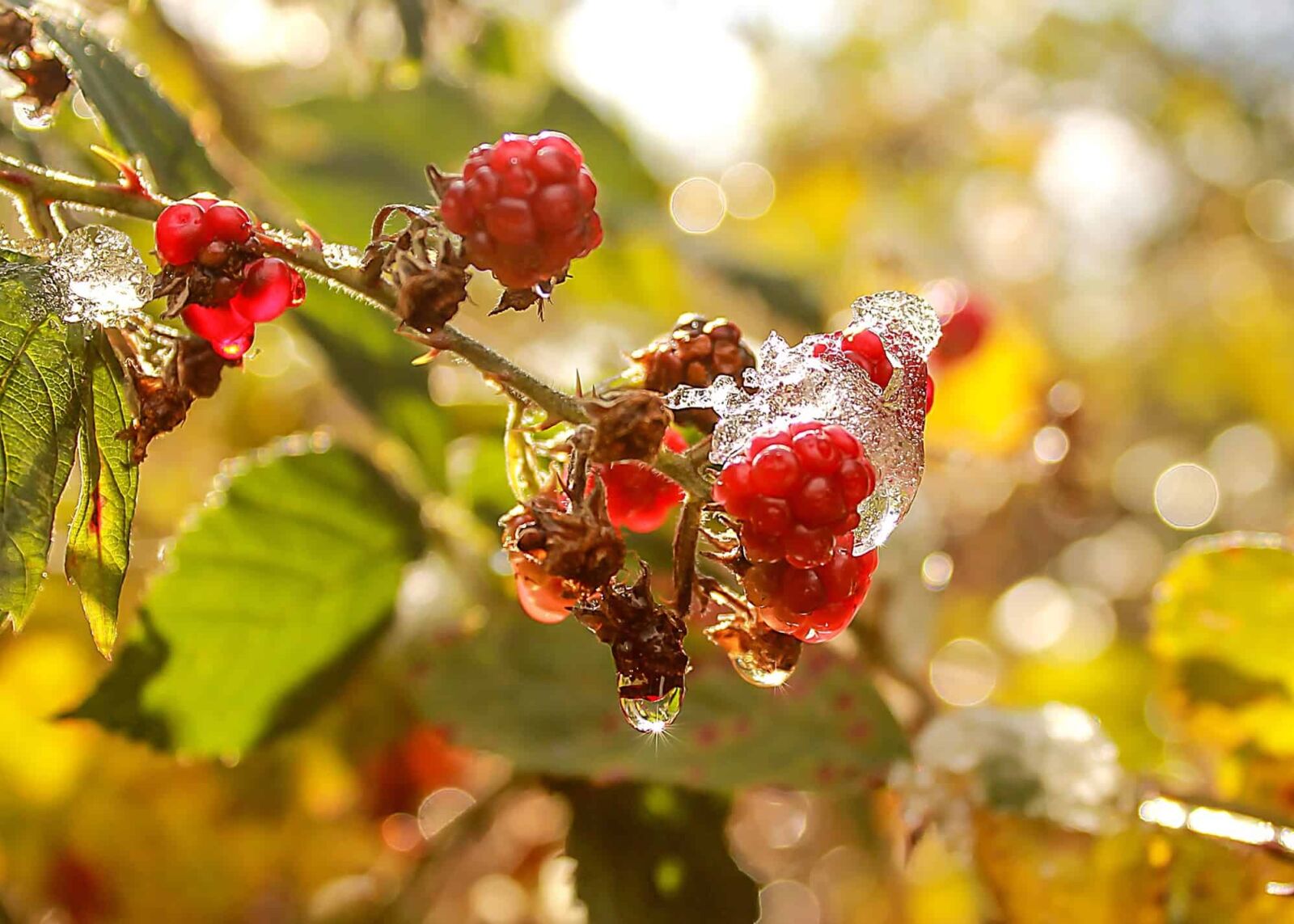 Canon EOS 1100D (EOS Rebel T3 / EOS Kiss X50) sample photo. Fruit, branch, tree, macro photography