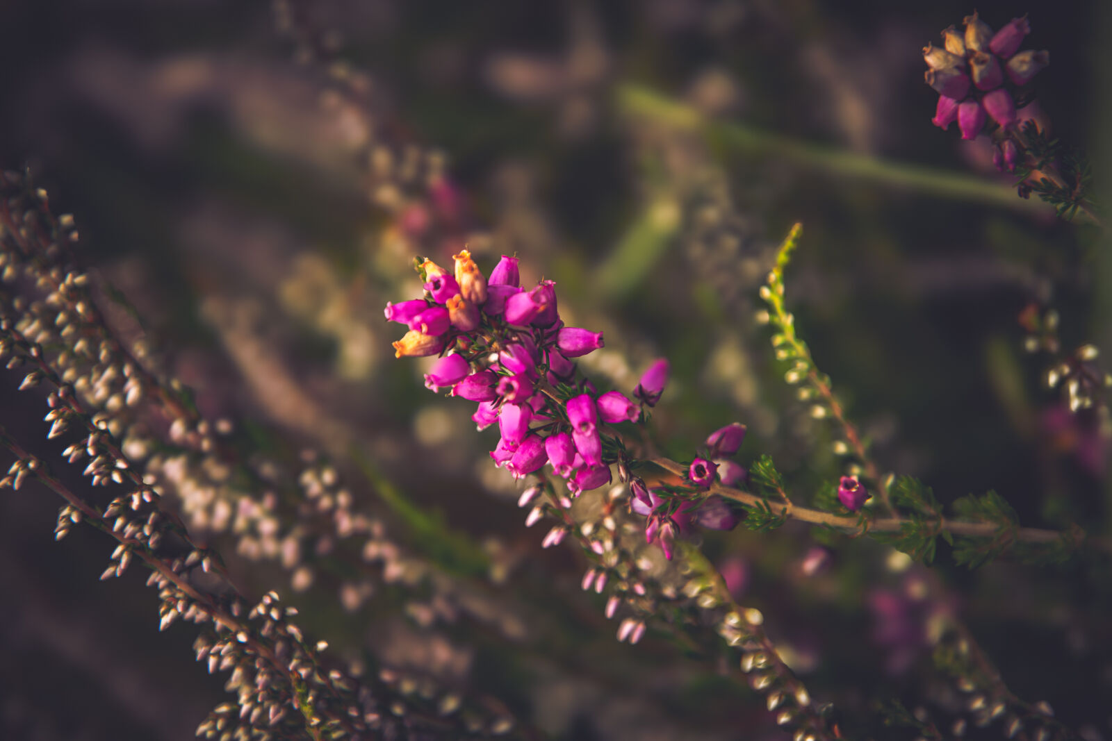 Canon EOS 6D Mark II sample photo