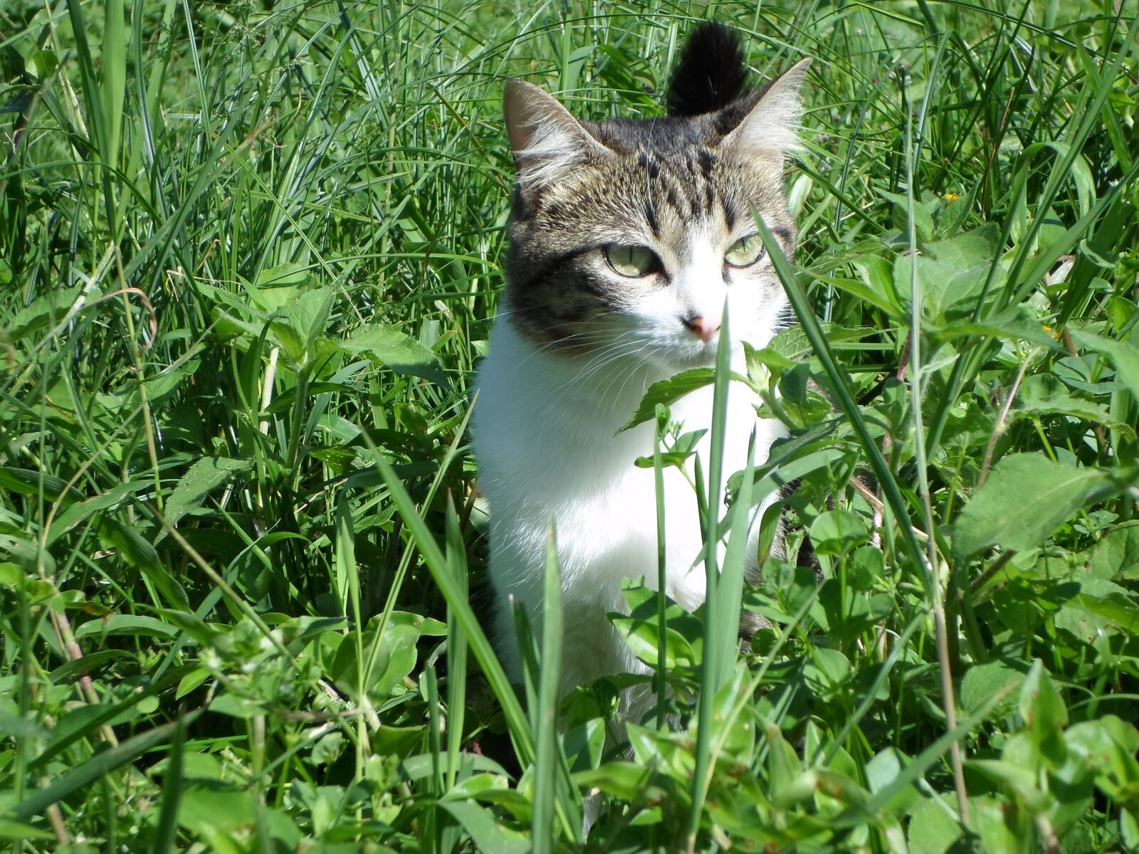 Samsung ES95 sample photo. Cat, green, kitten photography