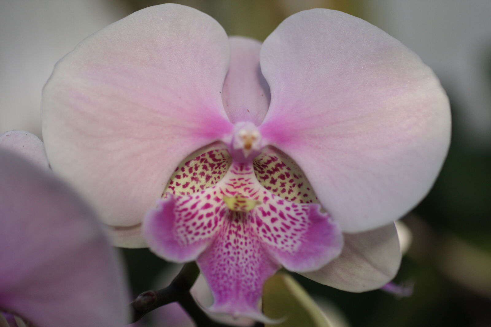 Sigma 50mm f/2.8 EX sample photo