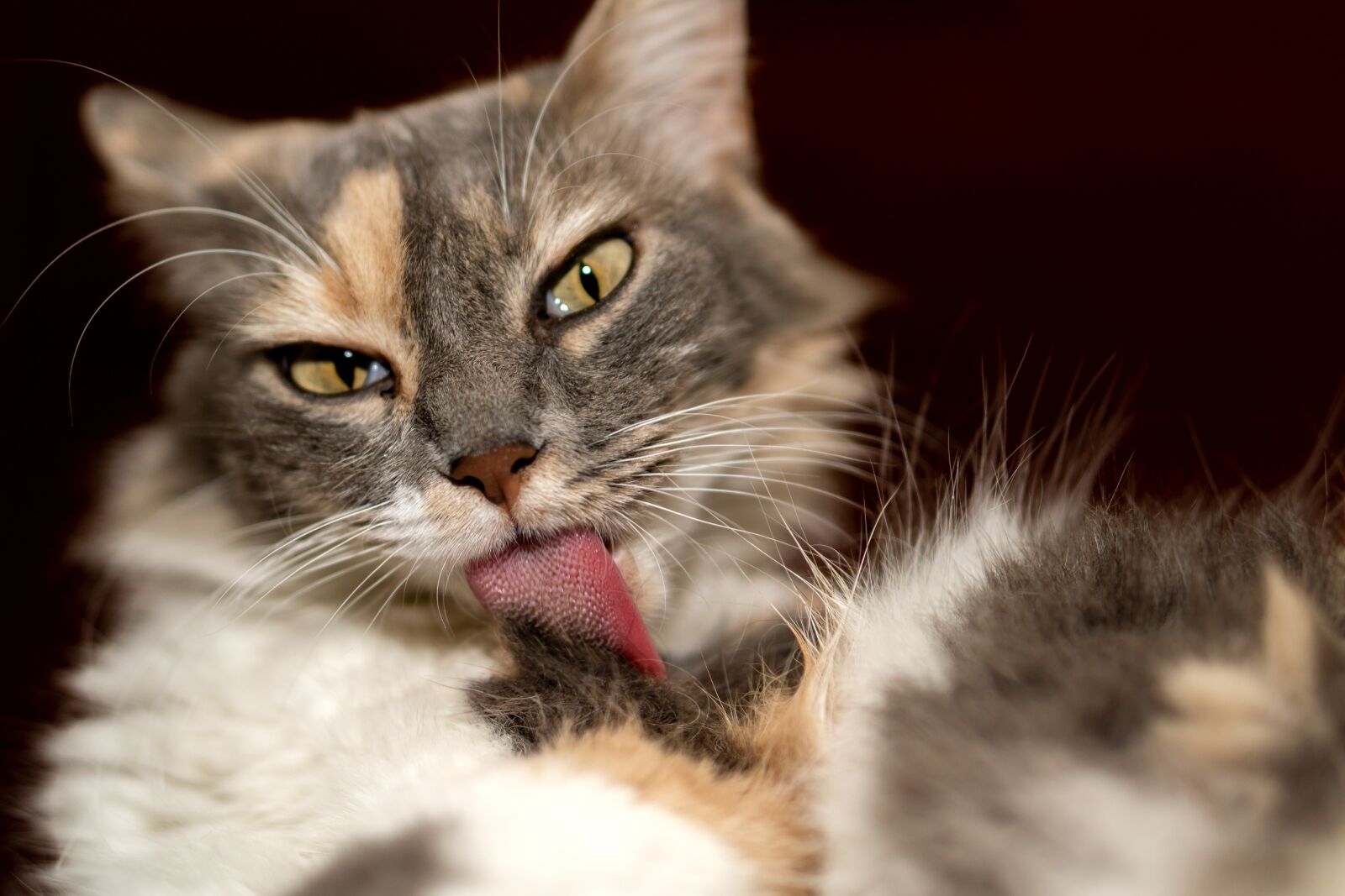 E 50mm F1.8 OSS sample photo. Cat, animal, cute photography