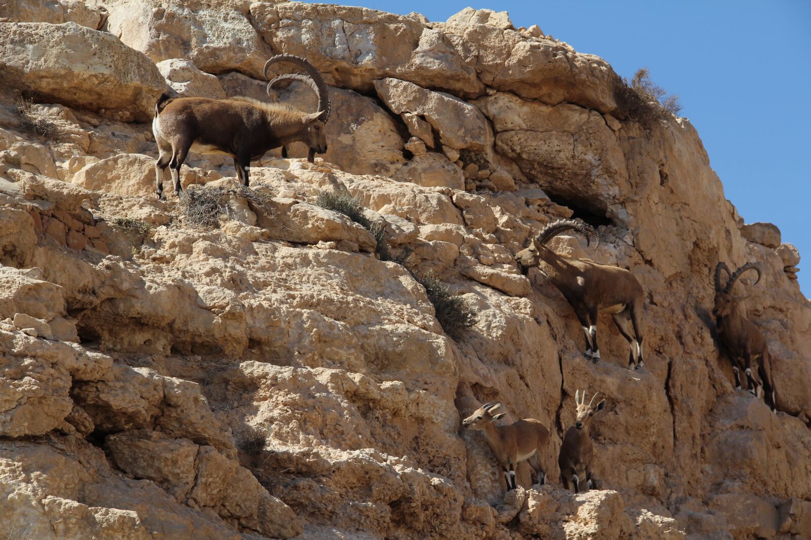 Canon EOS 600D (Rebel EOS T3i / EOS Kiss X5) sample photo. Rock, mountain goat, desert photography
