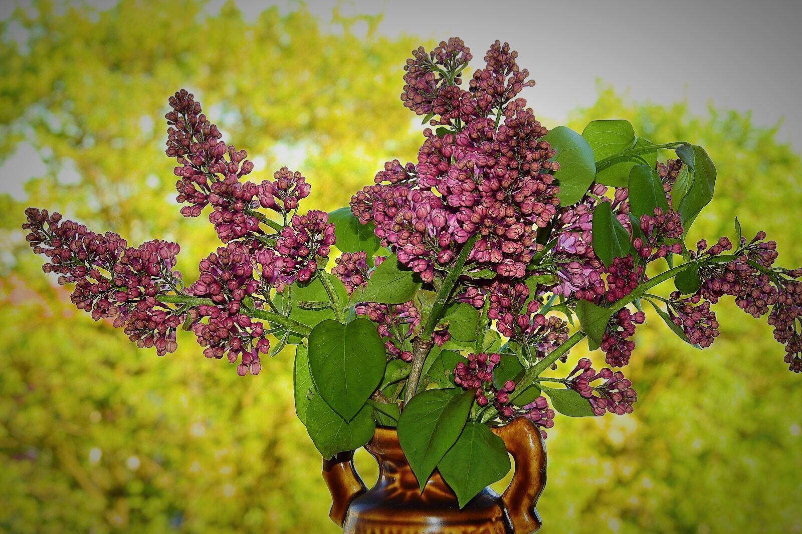 Nikon Coolpix P900 sample photo. Lilac flower, plant, nature photography