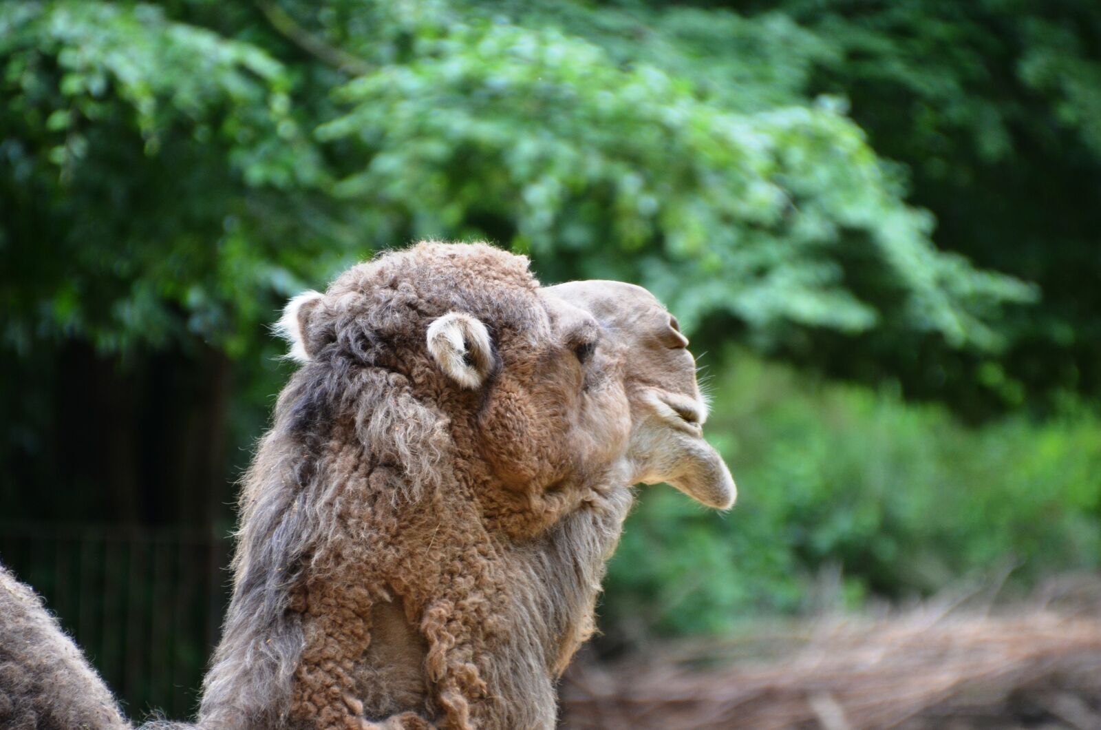 Nikon D5100 sample photo. Camel, dromeda, animal photography