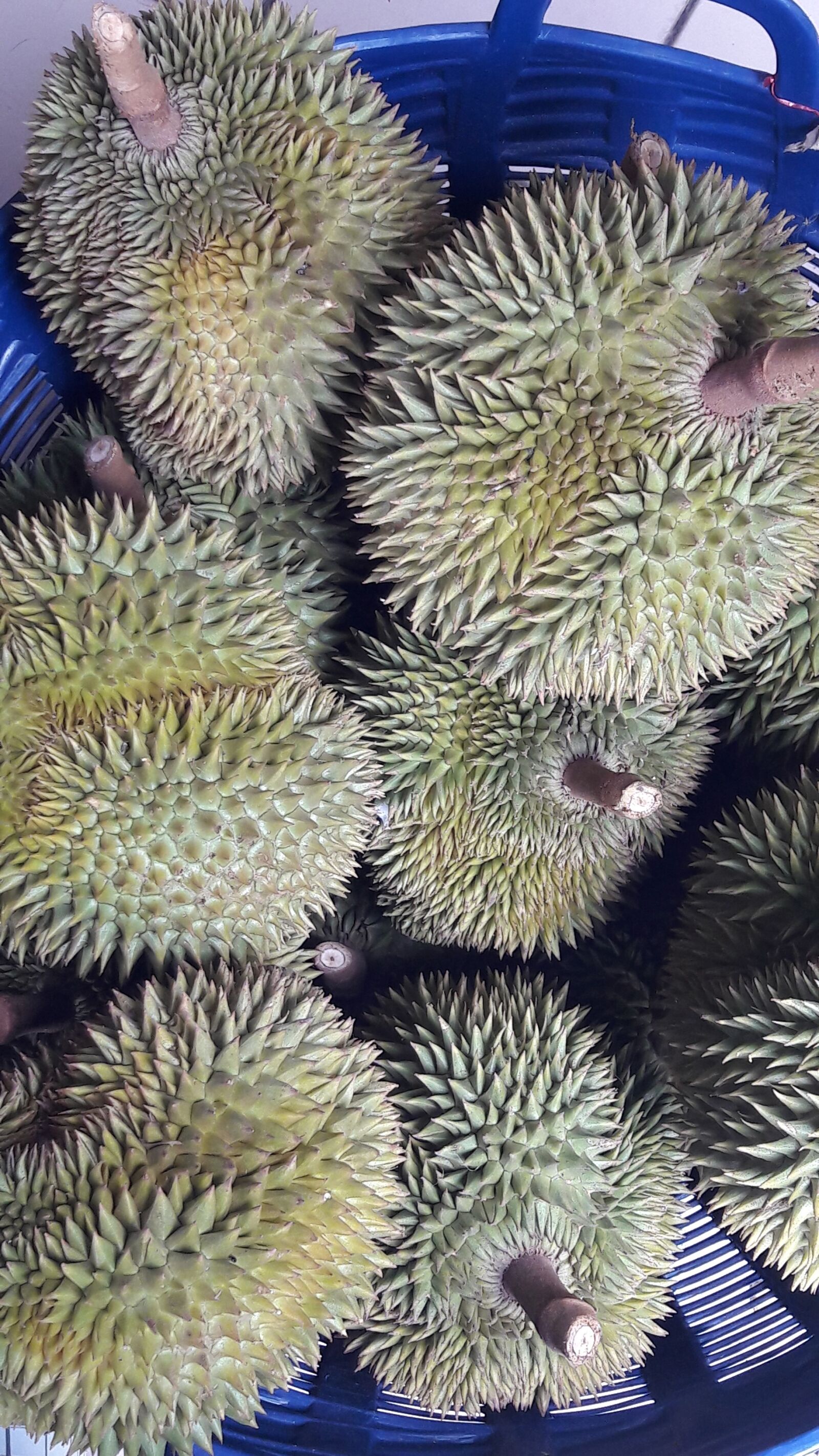 Samsung Galaxy A5(2016) sample photo. Durian, fruit, thailand photography