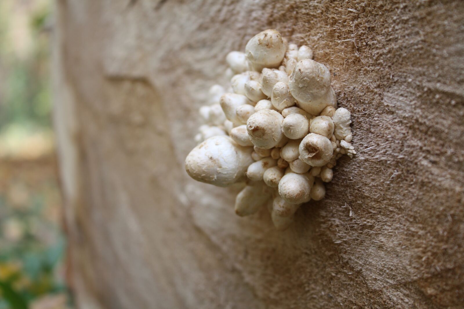 Canon EOS 450D (EOS Rebel XSi / EOS Kiss X2) sample photo. Wild, mushrooms, stump photography