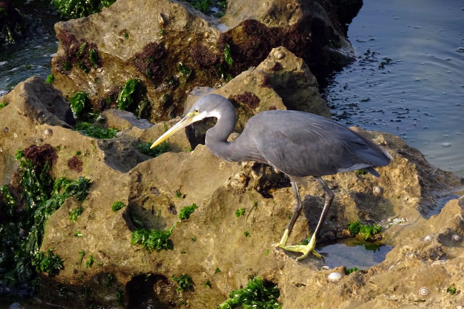 Sony Cyber-shot DSC-HX90V sample photo. Bird, wader, western reef photography