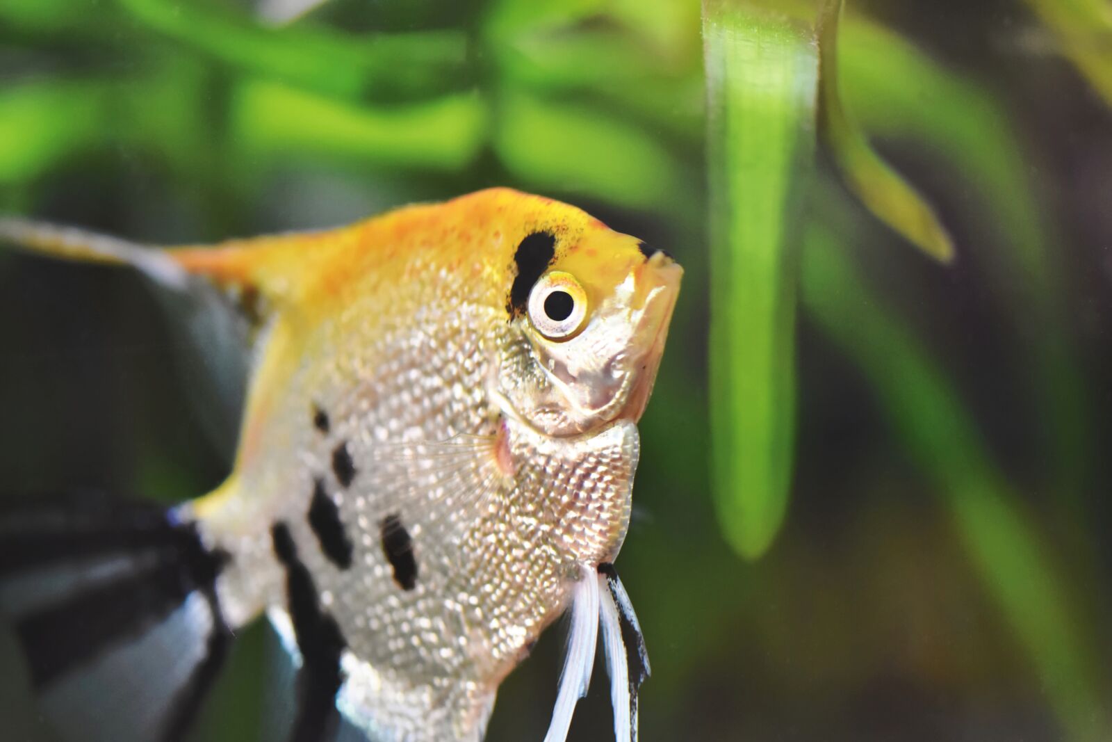 Nikon D7200 sample photo. Fish, toy, aquarium photography
