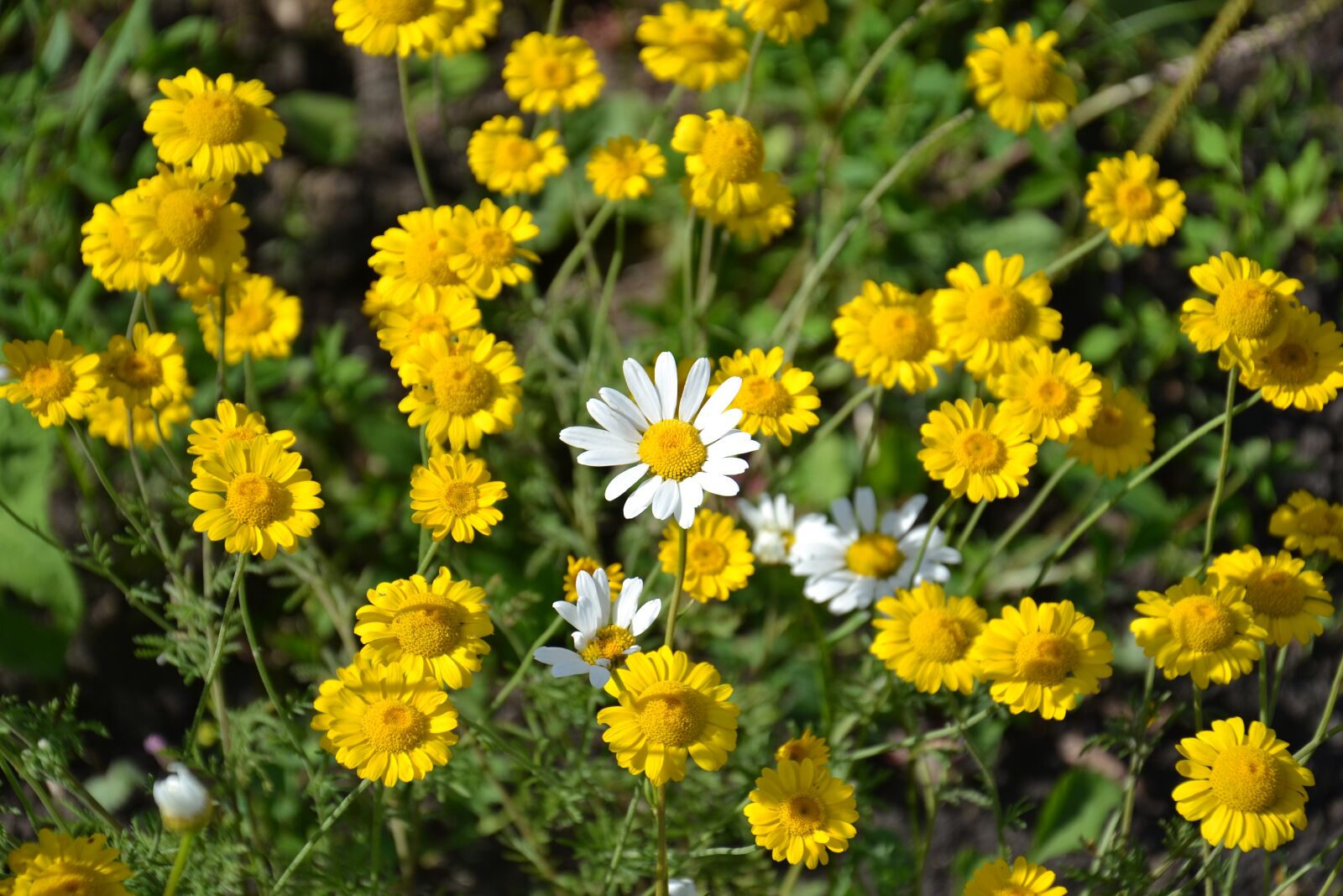 Nikon D3100 sample photo. Daisy, flowers, chamomile photography