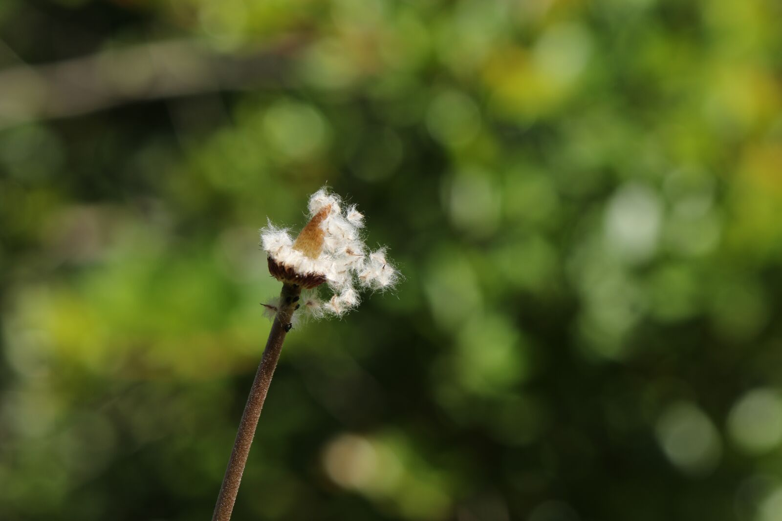 Canon EOS 7D Mark II sample photo. Plant, groundsel, old-man-in- the-spring photography