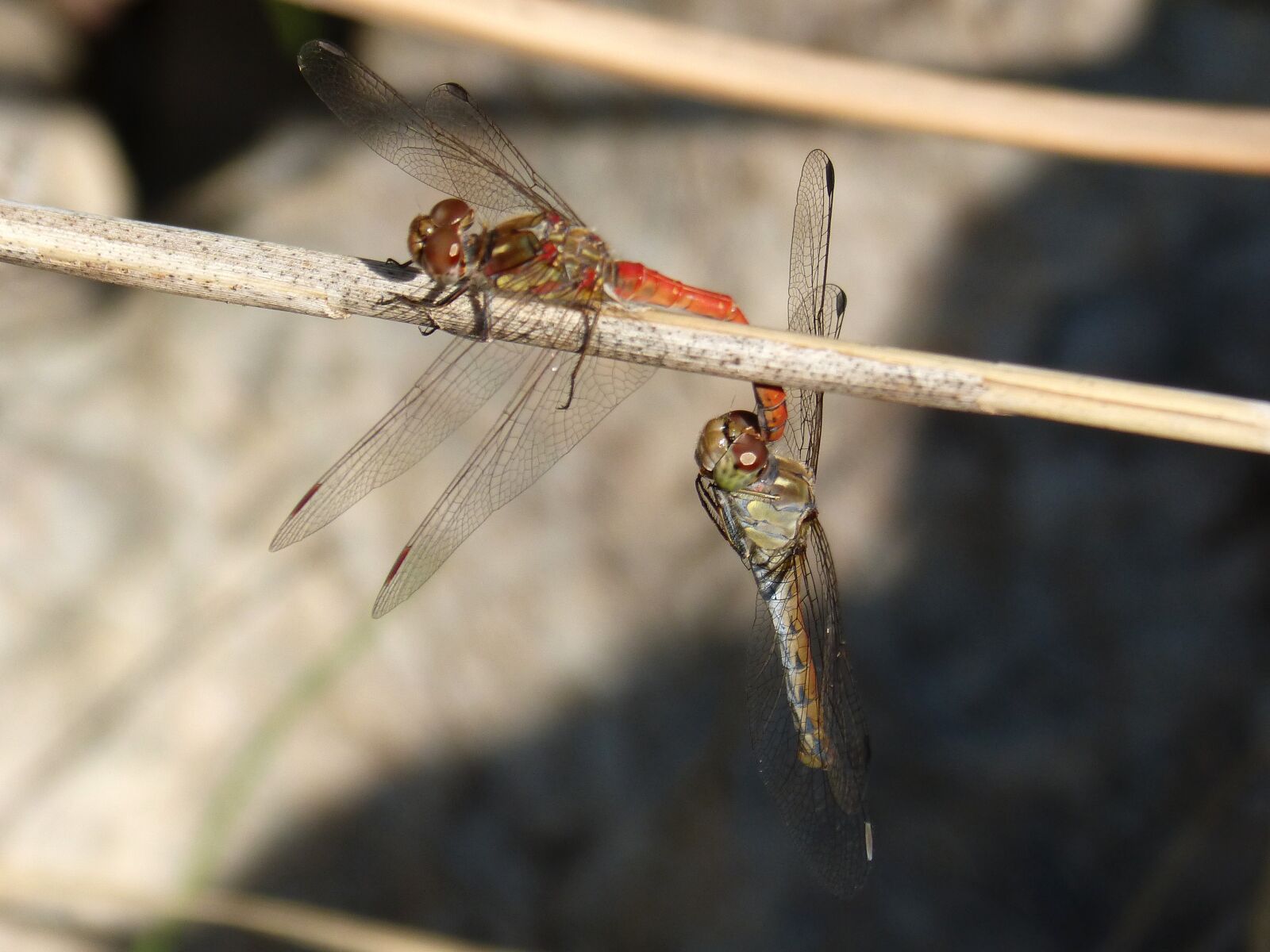 Panasonic DMC-FZ62 sample photo. Dragonfly, insect intercourse, mating photography