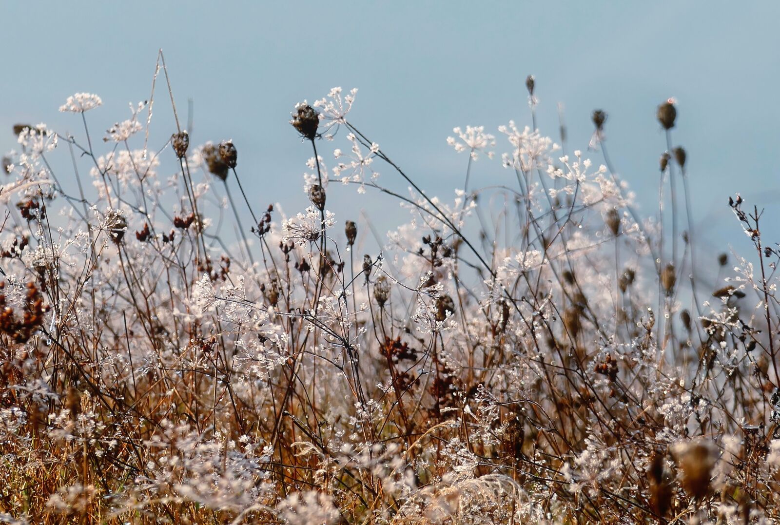 Panasonic Lumix DMC-FZ1000 sample photo. Grasses, hoarfrost, frost photography