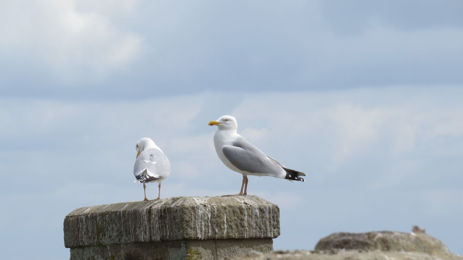 Canon PowerShot SX50 HS sample photo. Gulls, sky, clouds photography