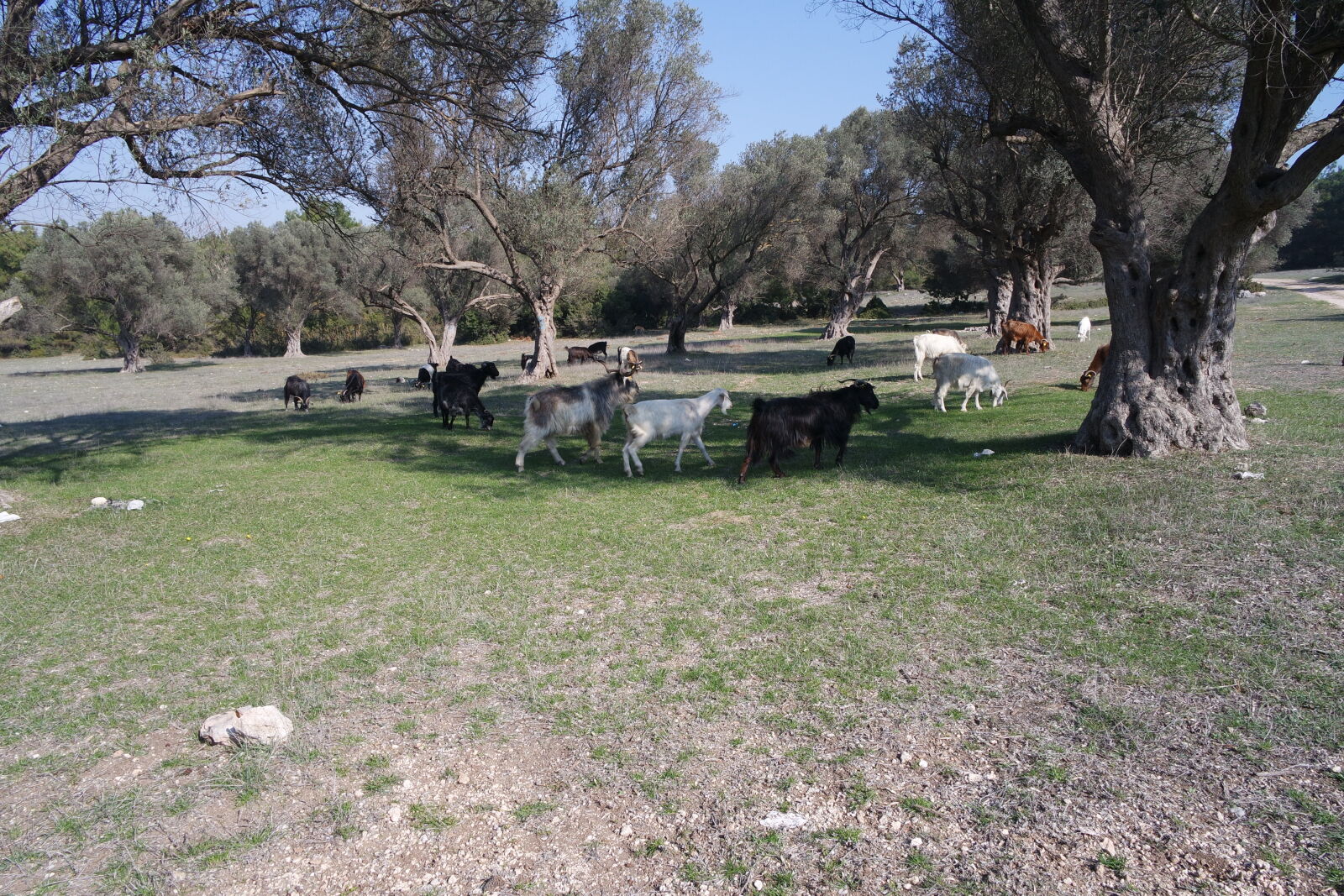 Samsung NX mini sample photo. Goat, goats, grass, olive photography