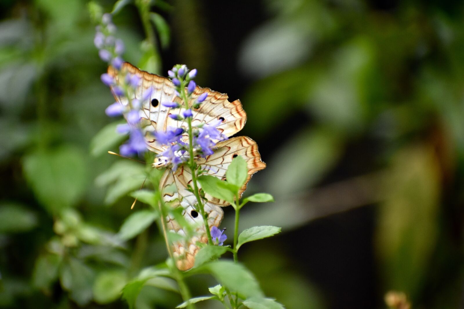 Nikon D3400 sample photo. Butterfly, flower, insect photography