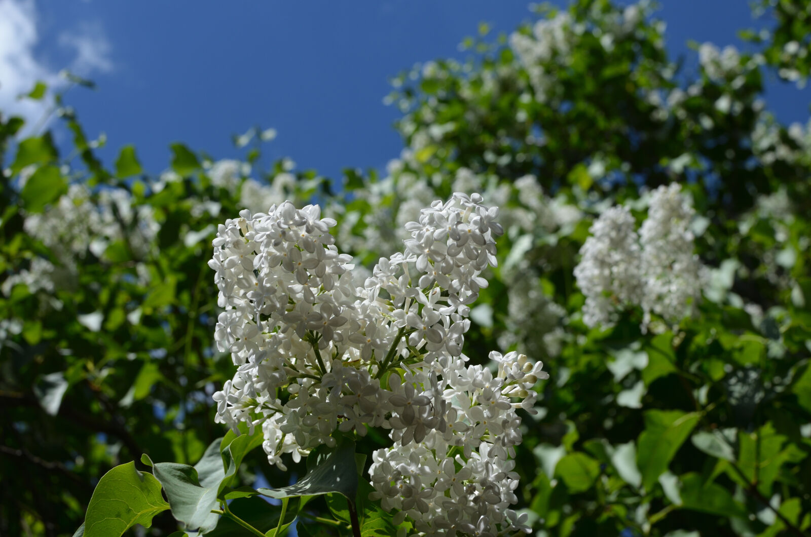 Nikon D5100 + Nikon AF-S DX Nikkor 35mm F1.8G sample photo. Lilac, sky, white photography