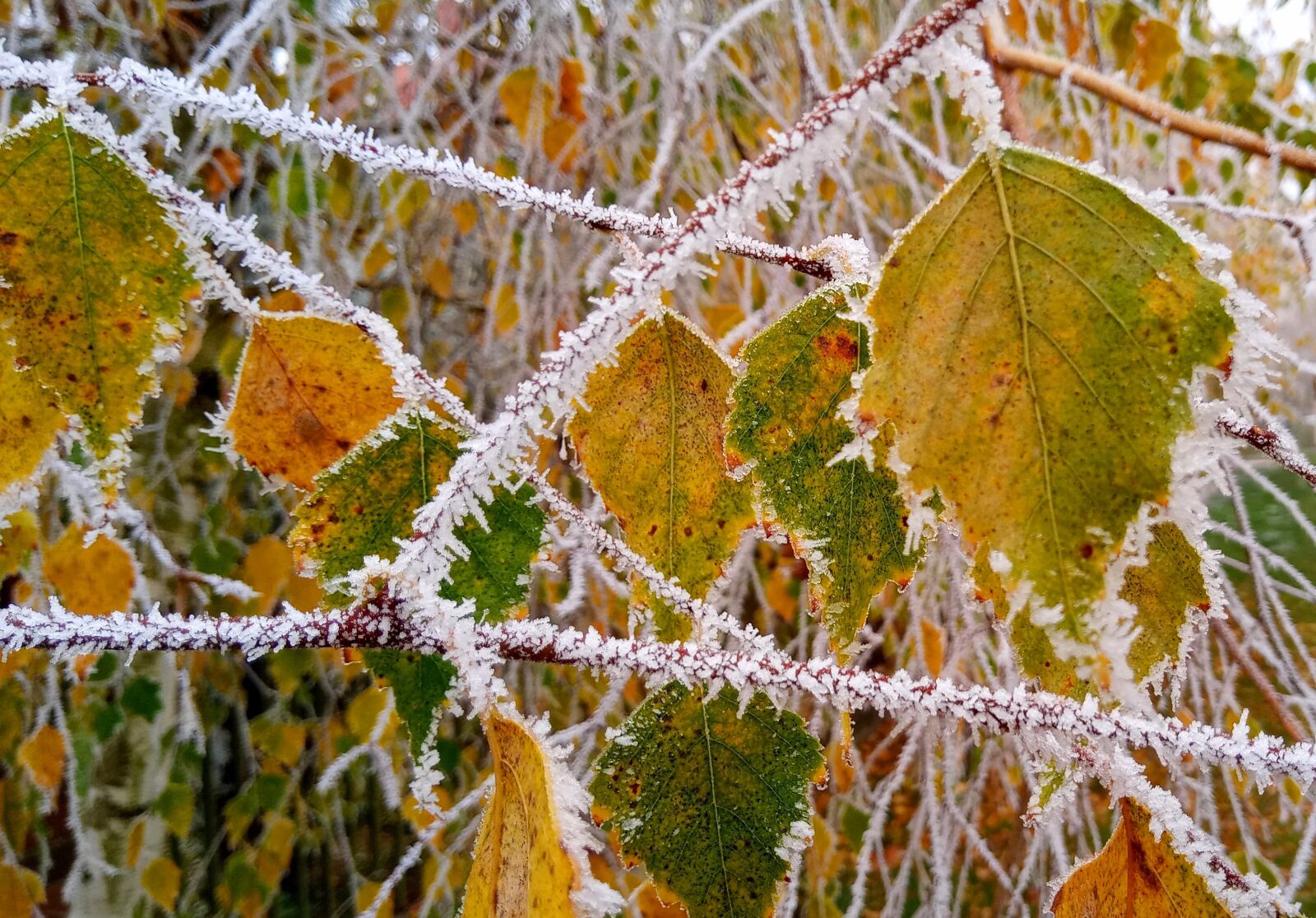 LG LM-X420 sample photo. Fall, frost, leaves photography