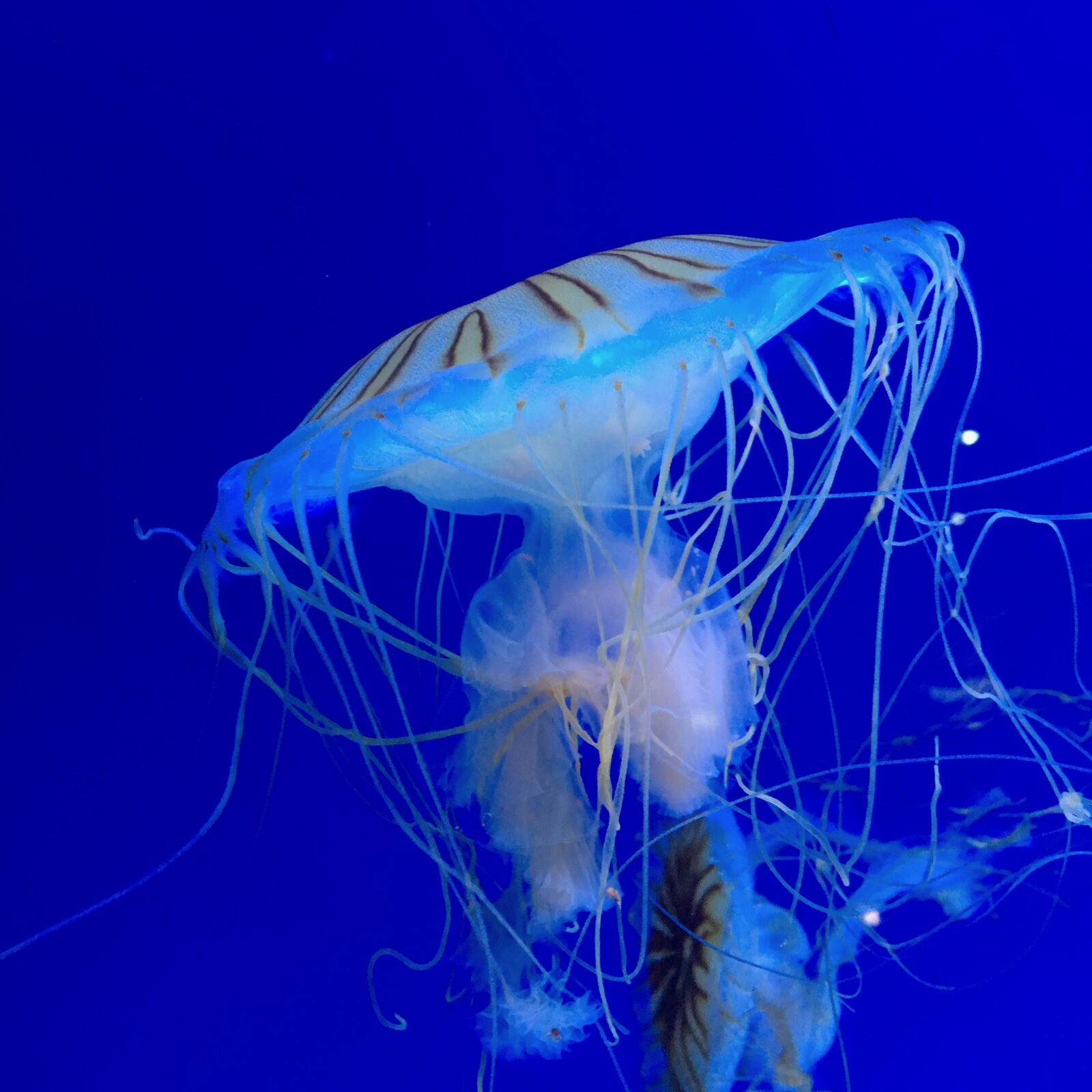 Apple iPhone 6s sample photo. Jellyfish, sea, ocean photography