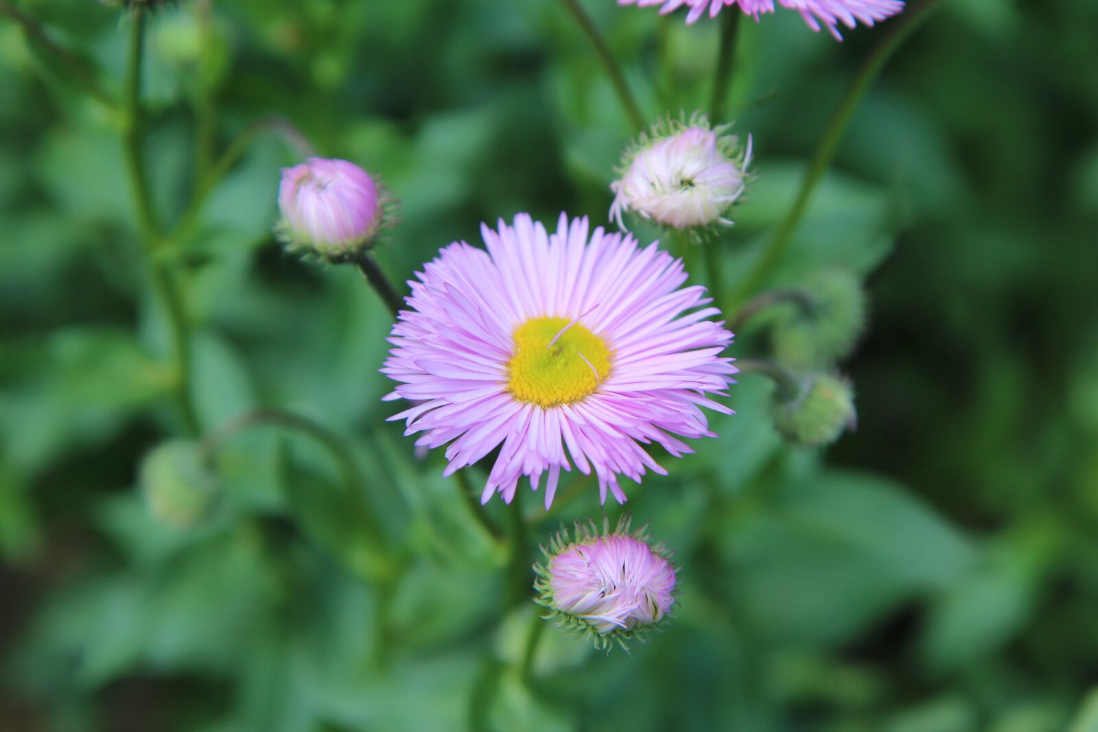 Canon EOS 600D (Rebel EOS T3i / EOS Kiss X5) sample photo. Pink flower, flowering, pink photography