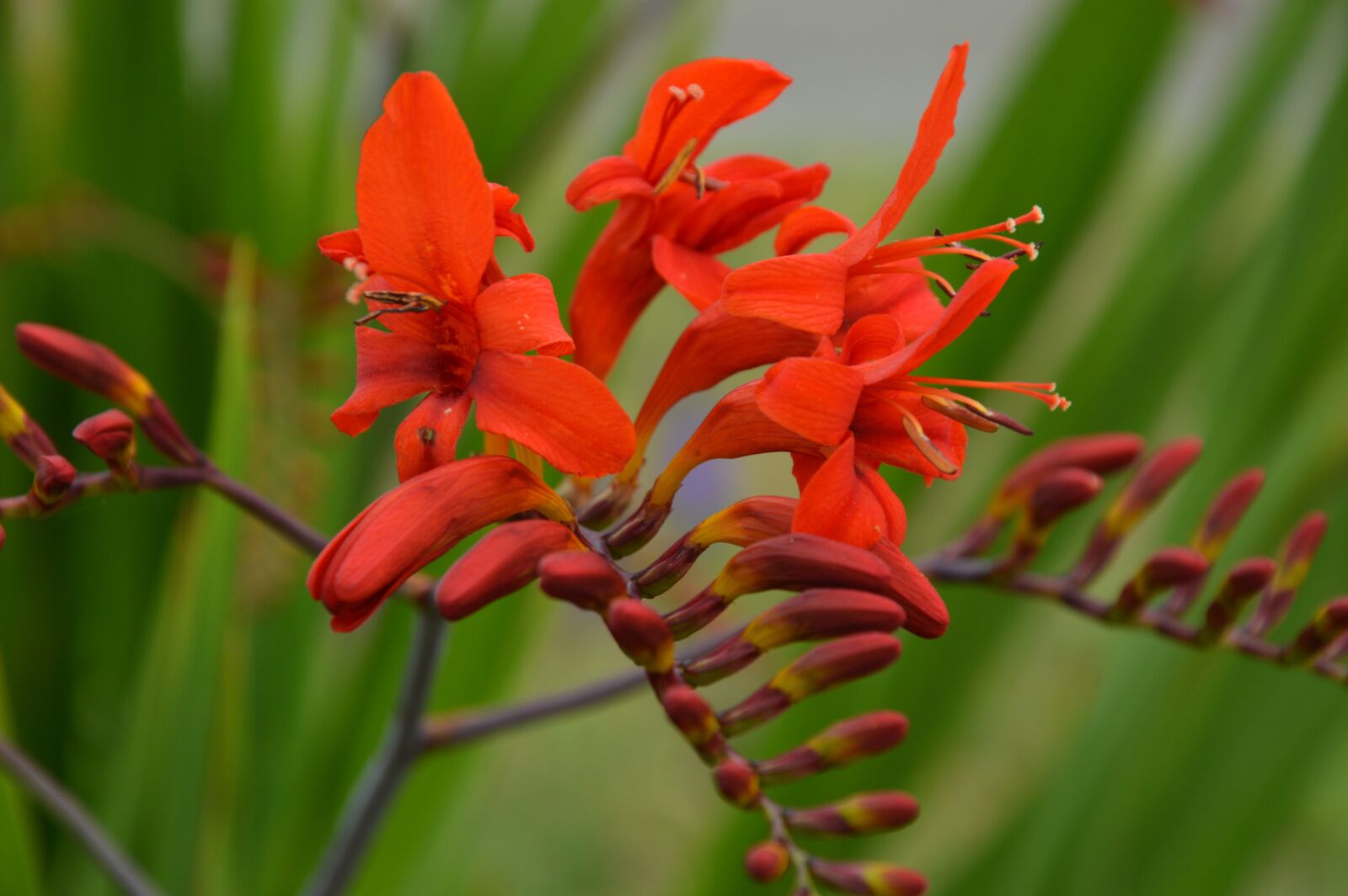 Nikon D3200 sample photo. Blossom, bloom, bloom photography