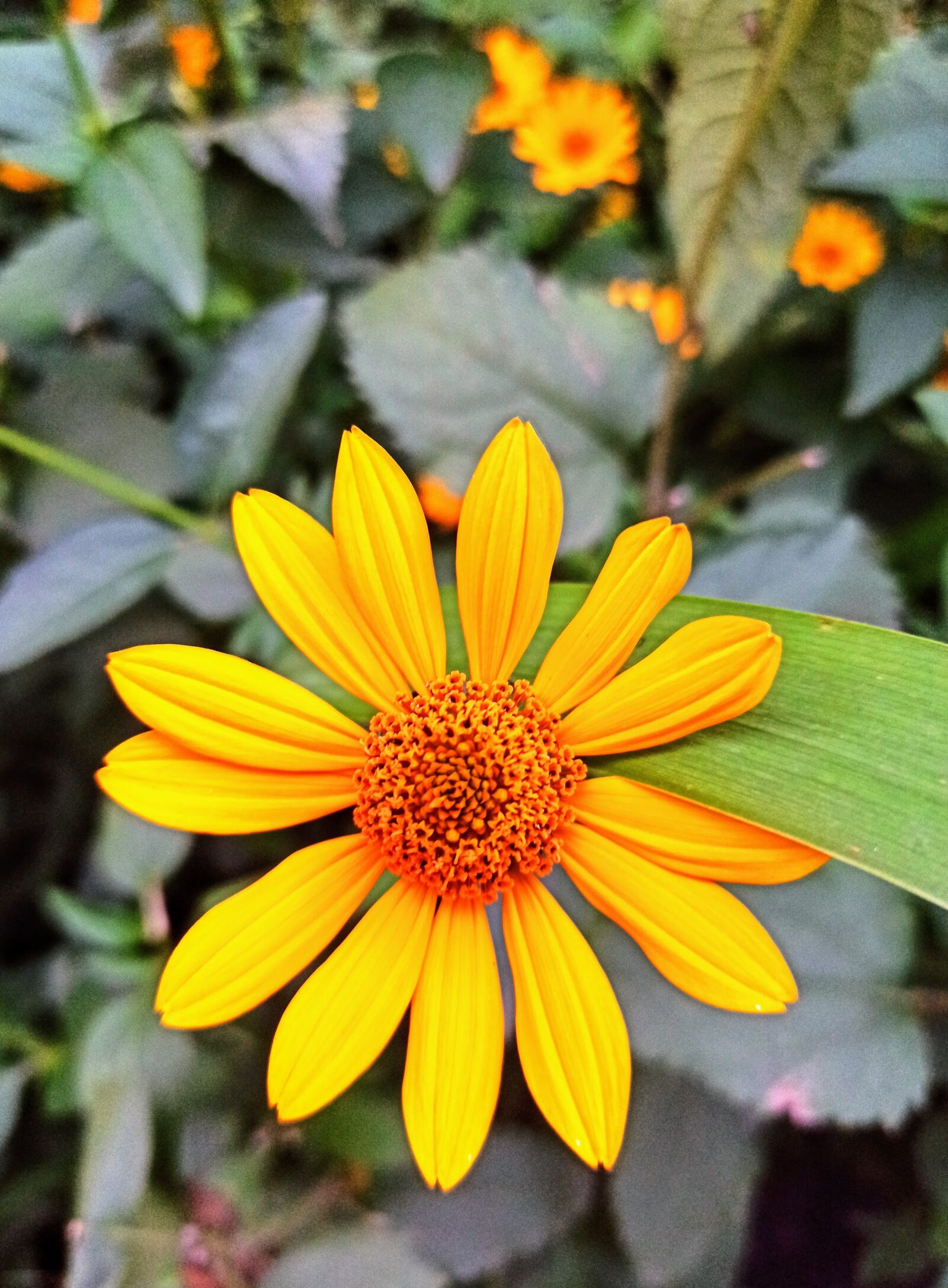 Xiaomi Redmi Note 8 Pro sample photo. Flower, autumn, sunflower photography