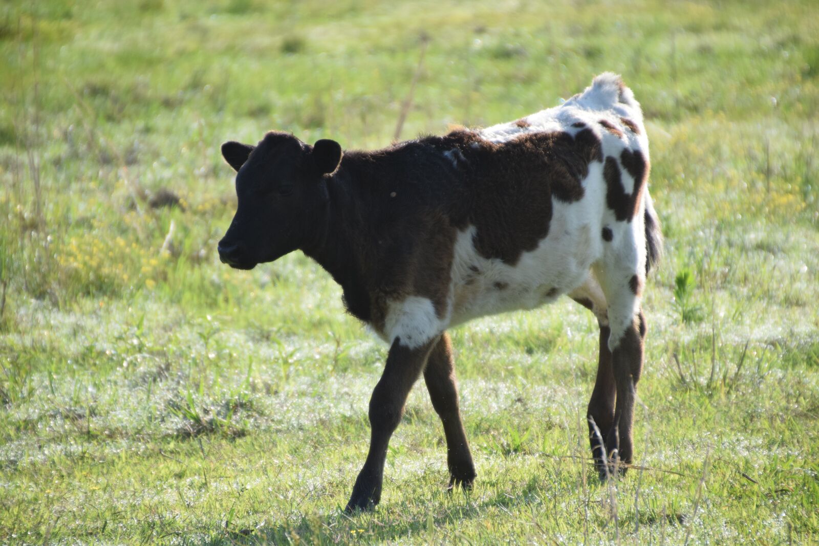 Nikon D5300 sample photo. Calf, spotted cow, beef photography