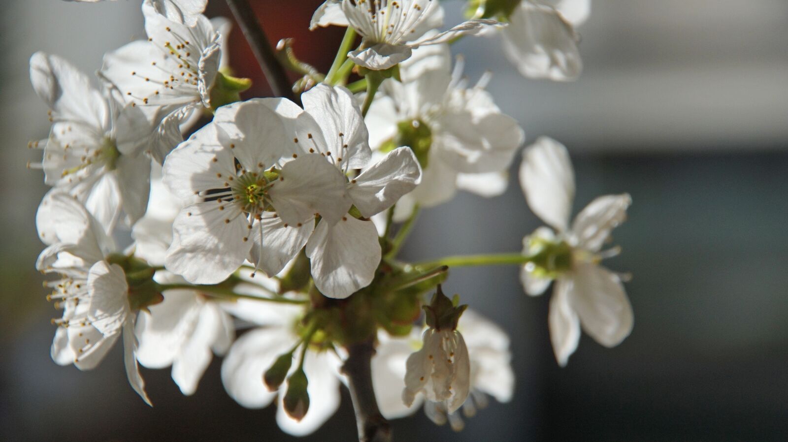 Sony ILCA-77M2 + DT 18-270mm F3.5-6.3 SSM sample photo. Cherry blossom, bloom, blossom photography