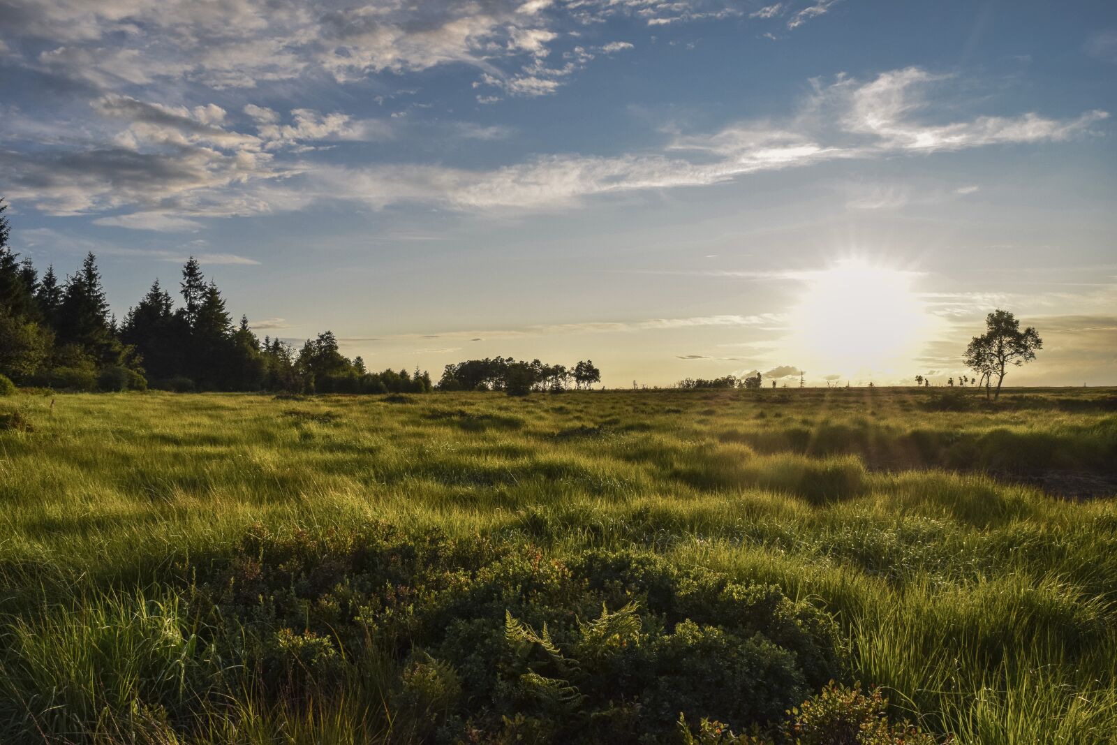 Nikon D3300 sample photo. Nature, landscape, moor photography