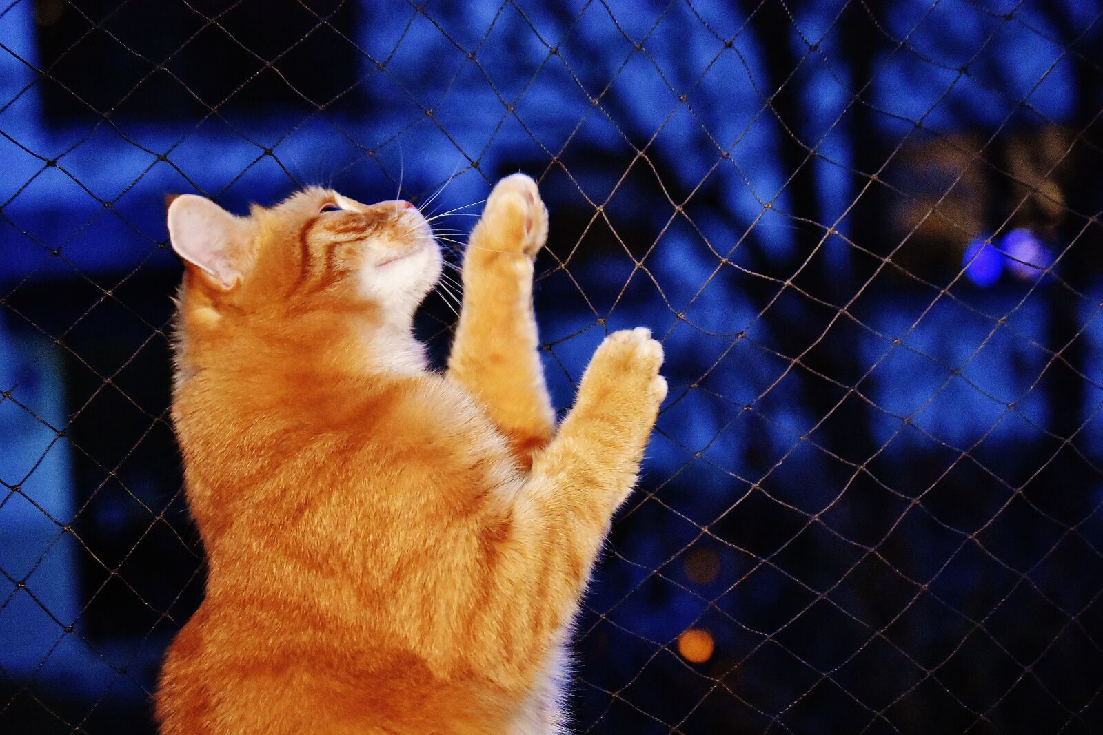 Nikon D7200 sample photo. Cat, red, funny photography