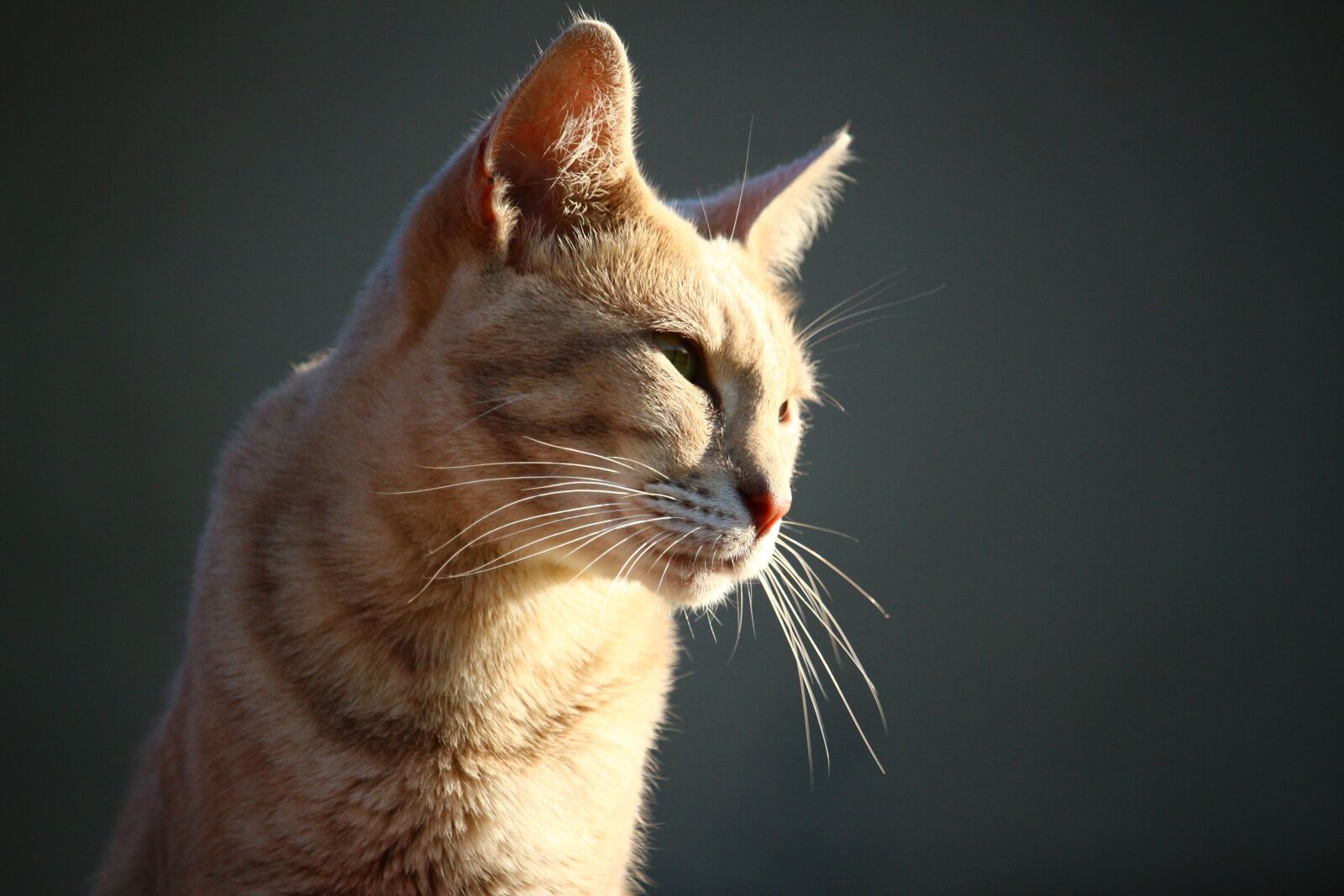 Canon EOS 100D (EOS Rebel SL1 / EOS Kiss X7) sample photo. Tiger cat, mieze, cat photography