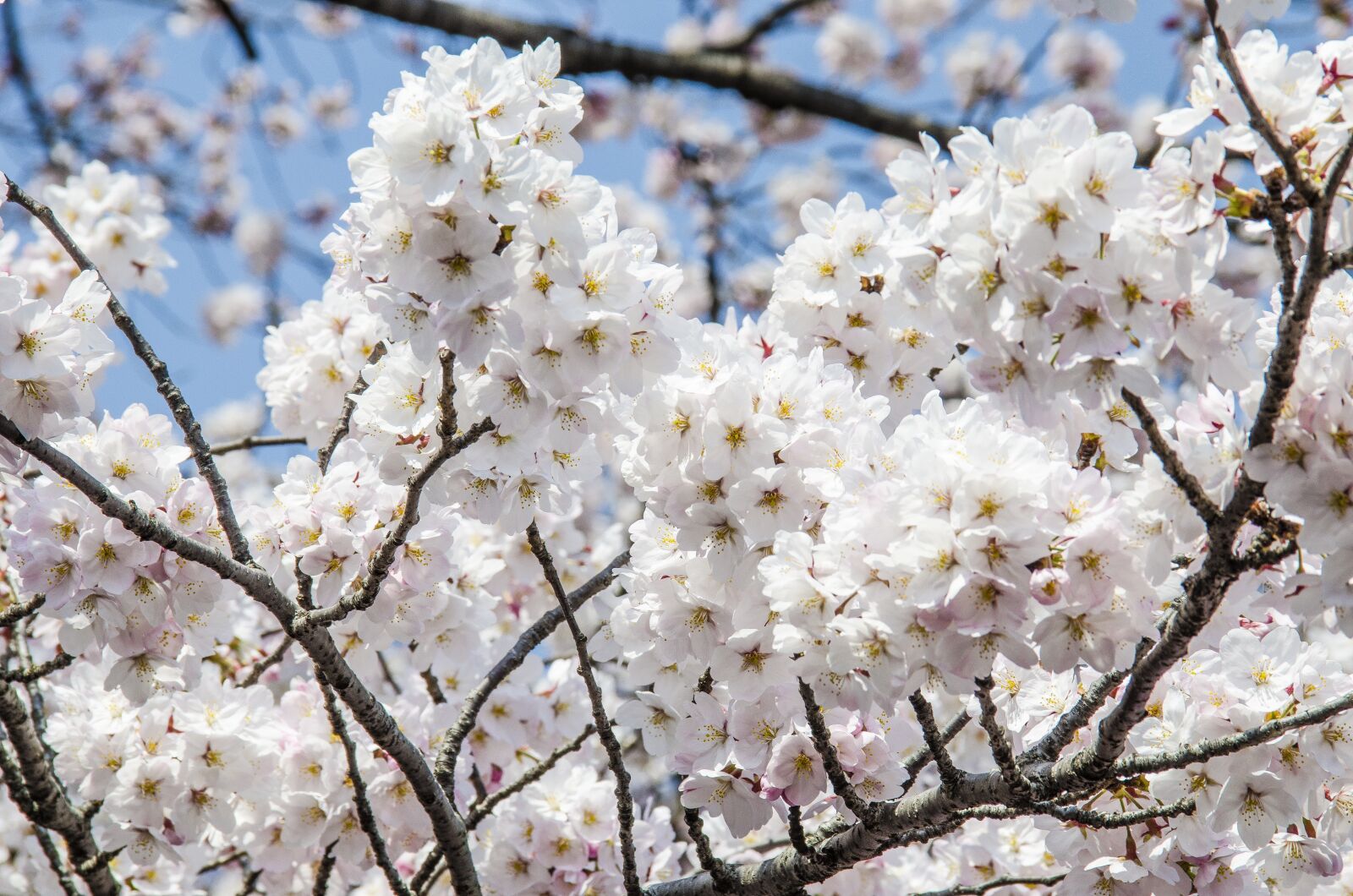 Nikon D5100 sample photo. Tokyo, japan, travel photography