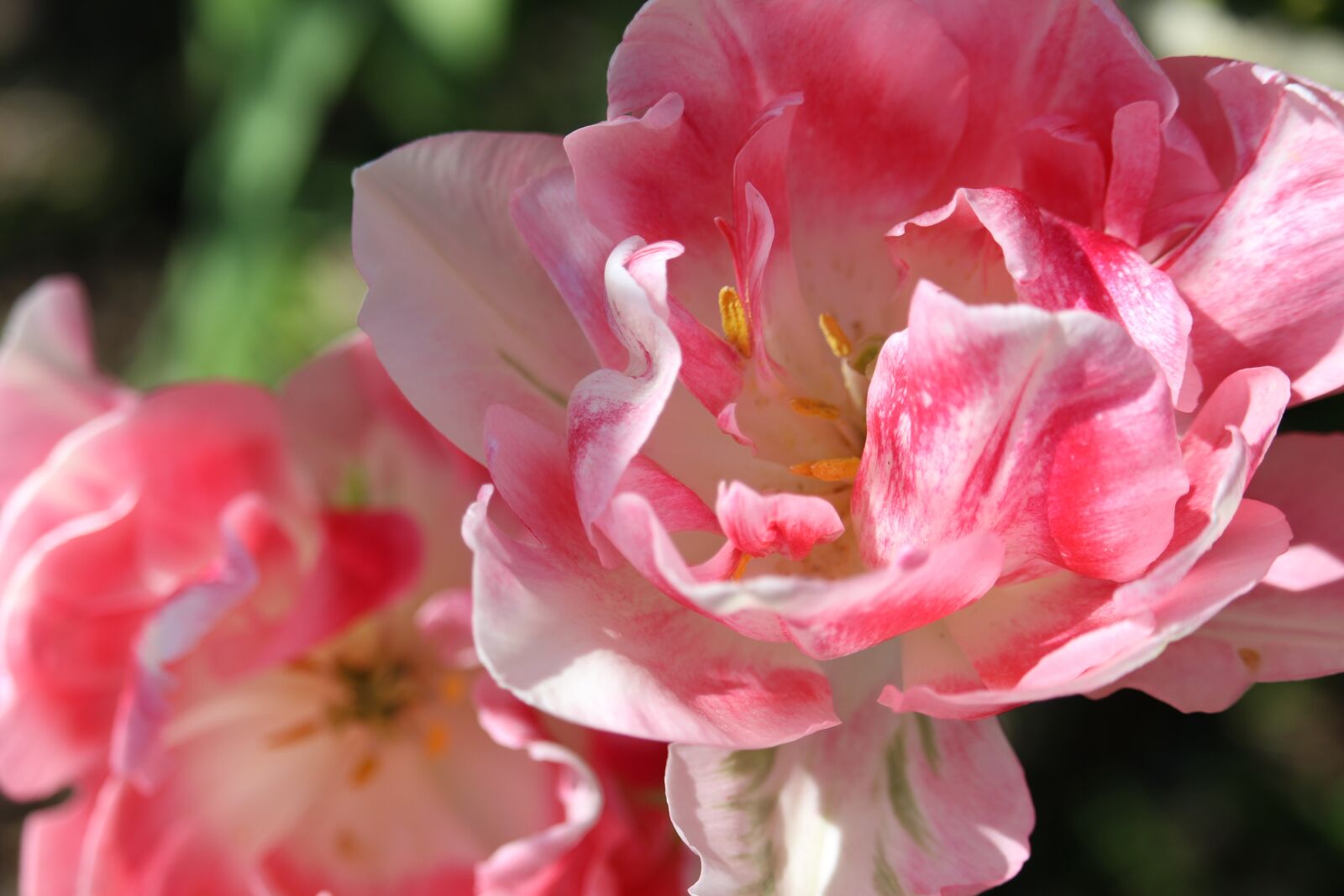 Canon EOS 700D (EOS Rebel T5i / EOS Kiss X7i) sample photo. Tulips, light pink tulips photography
