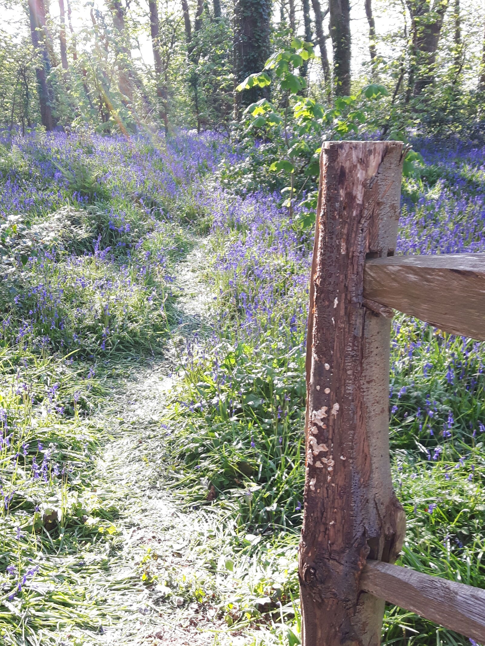 Samsung Galaxy S5 Neo sample photo. Bluebell, wood, bluebells, fence photography