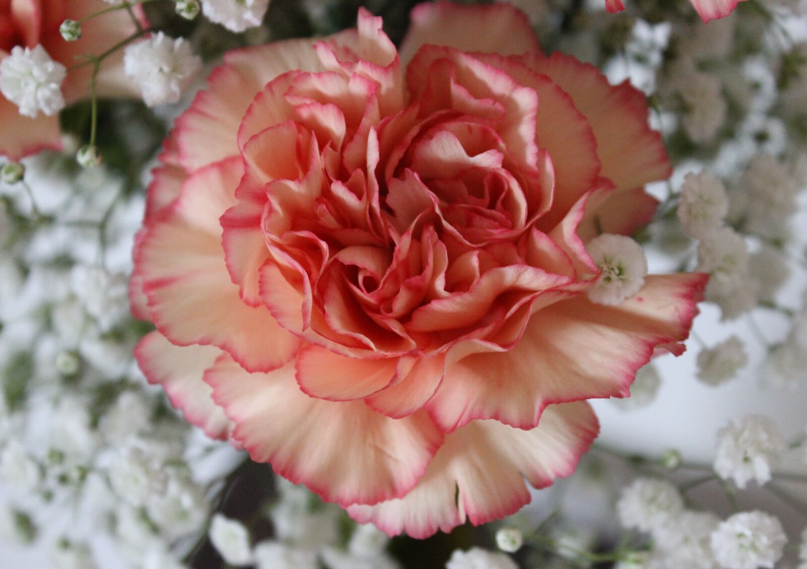 Canon EOS 600D (Rebel EOS T3i / EOS Kiss X5) sample photo. Flower, peach carnation, petals photography