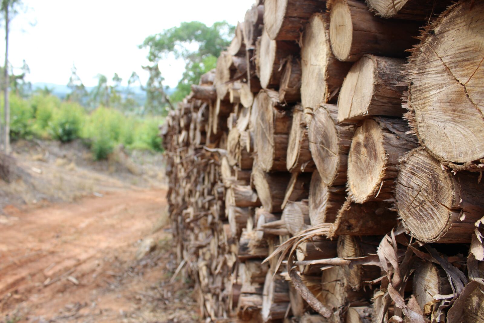 Canon EOS 1200D (EOS Rebel T5 / EOS Kiss X70 / EOS Hi) sample photo. Nature, tree, wood photography
