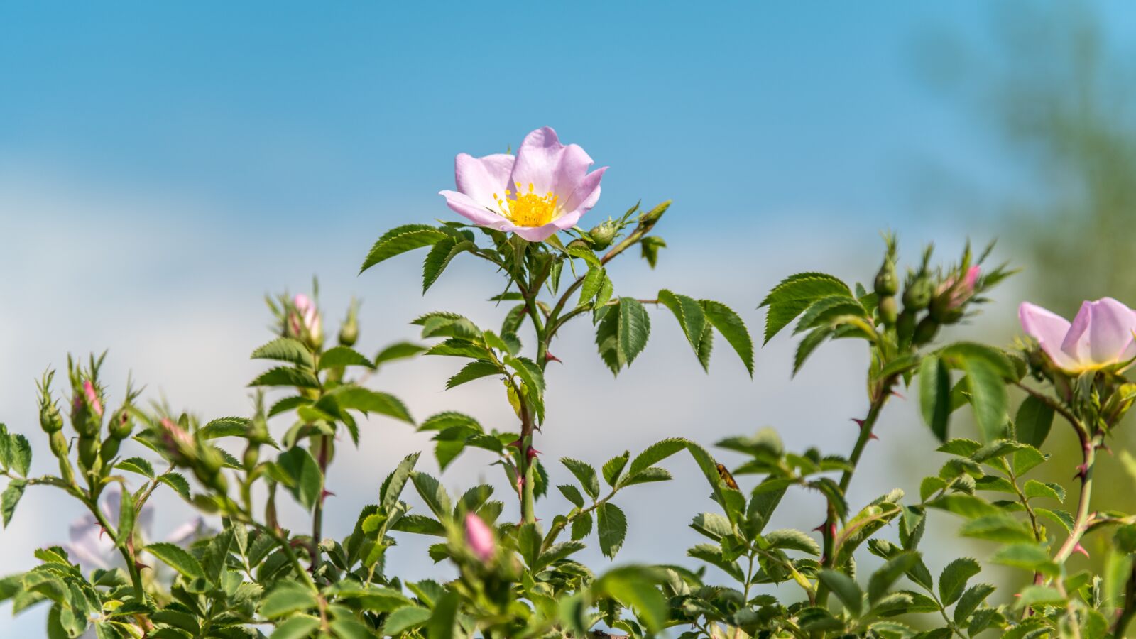 Nikon D850 sample photo. Rose, flower, shrub photography