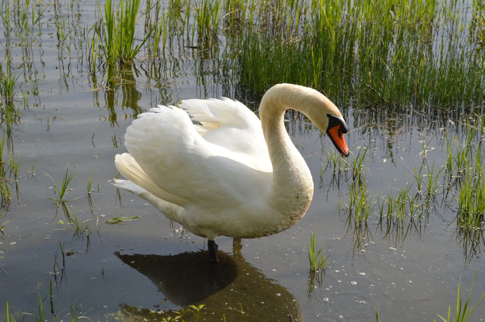 Nikon D3200 sample photo. Swan, water bird, animal photography