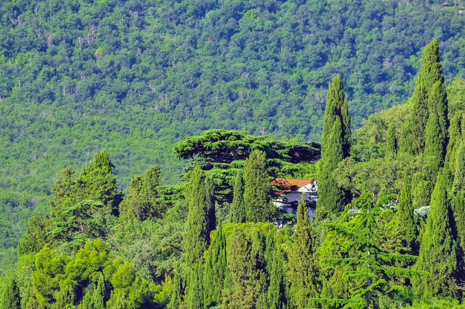 Nikon D90 sample photo. Crimea, forest, pine photography