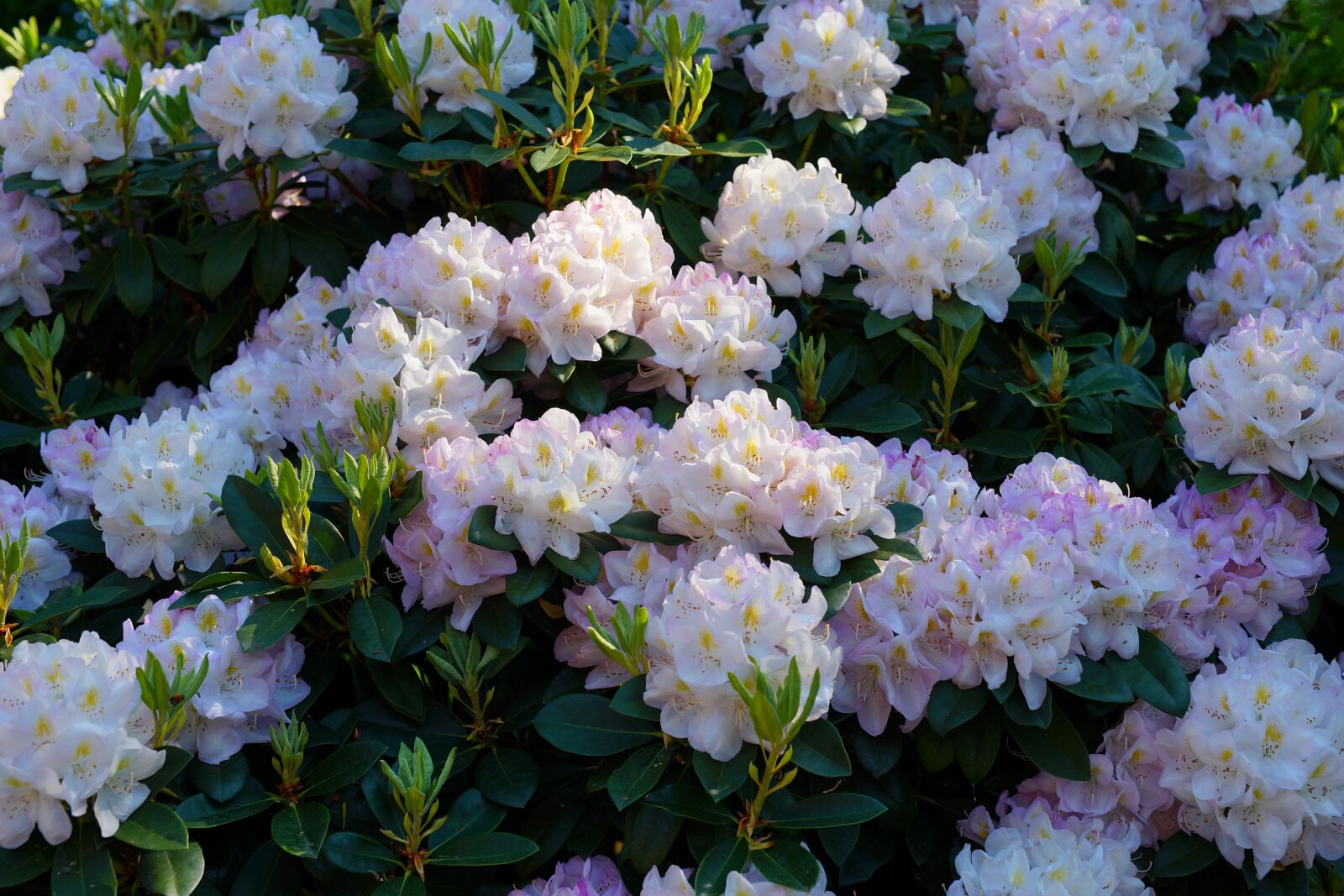 Sony a99 II + Minolta AF 50mm F1.4 [New] sample photo. Rhododendrons, flowers, bush photography