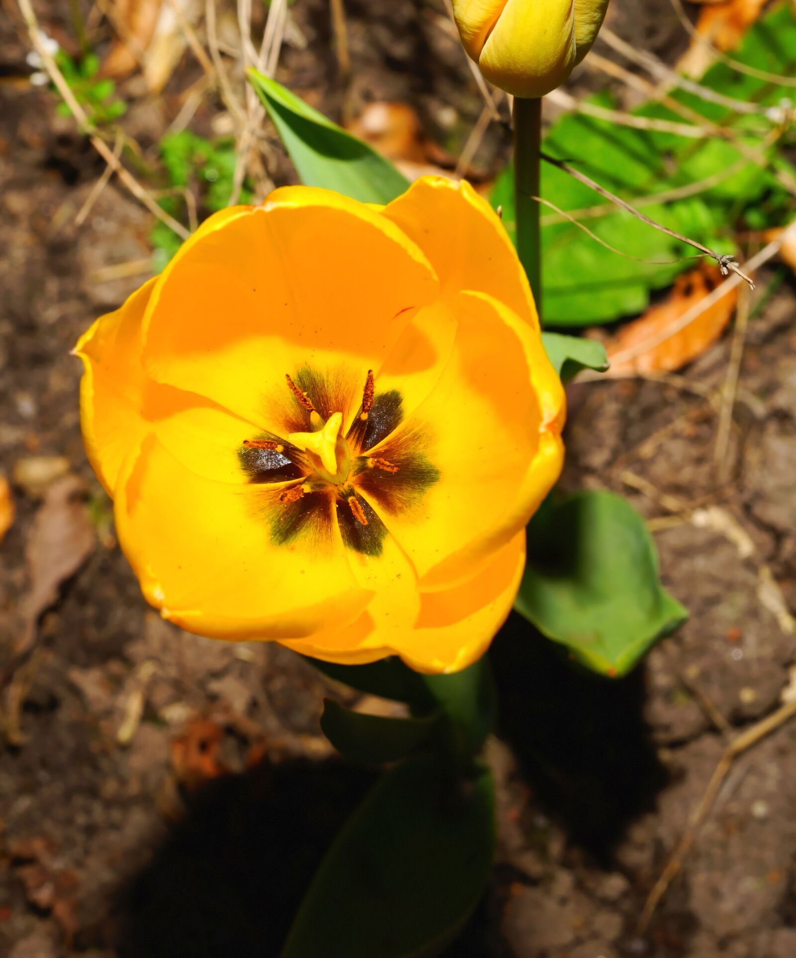 Sony a99 II + MACRO 50mm F2.8 sample photo. Tulip, blossom, bloom photography