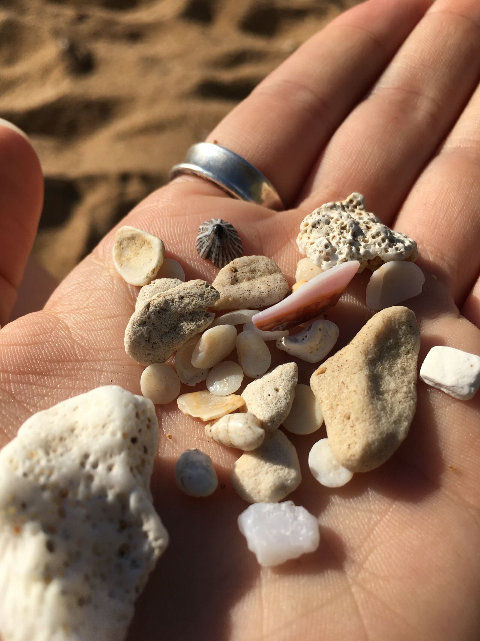 Apple iPhone 6s sample photo. Shells, beach, sea photography