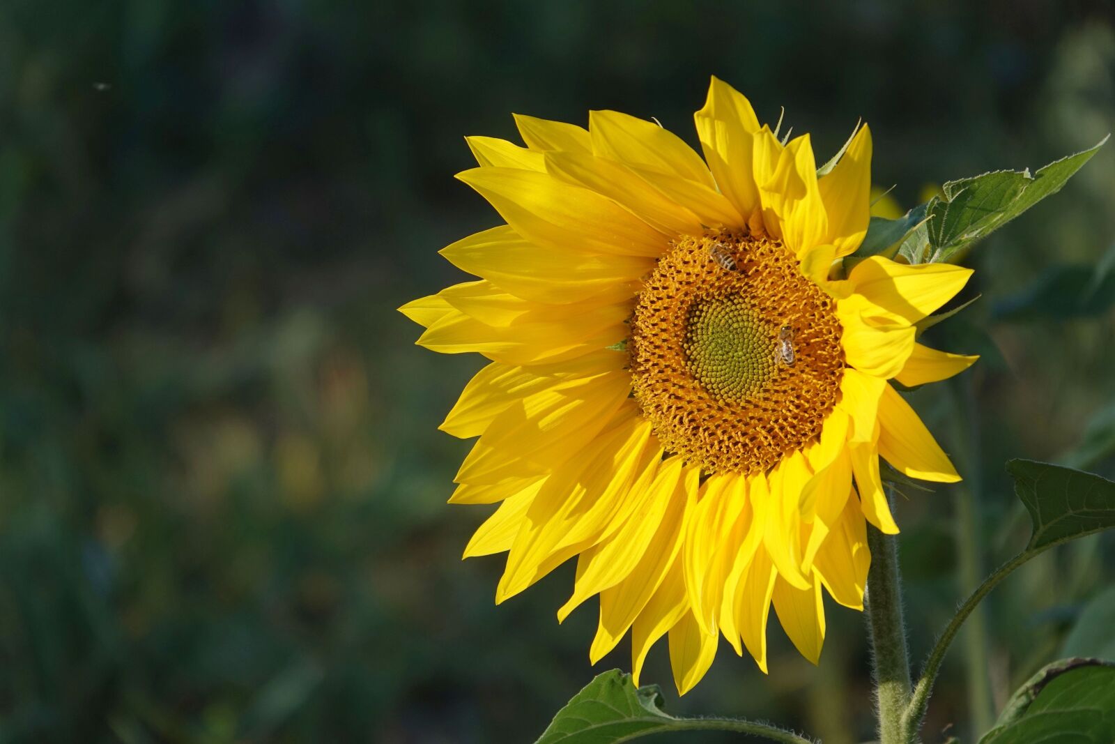 Sony Cyber-shot DSC-RX10 IV sample photo. Sunflower in october, autumn photography