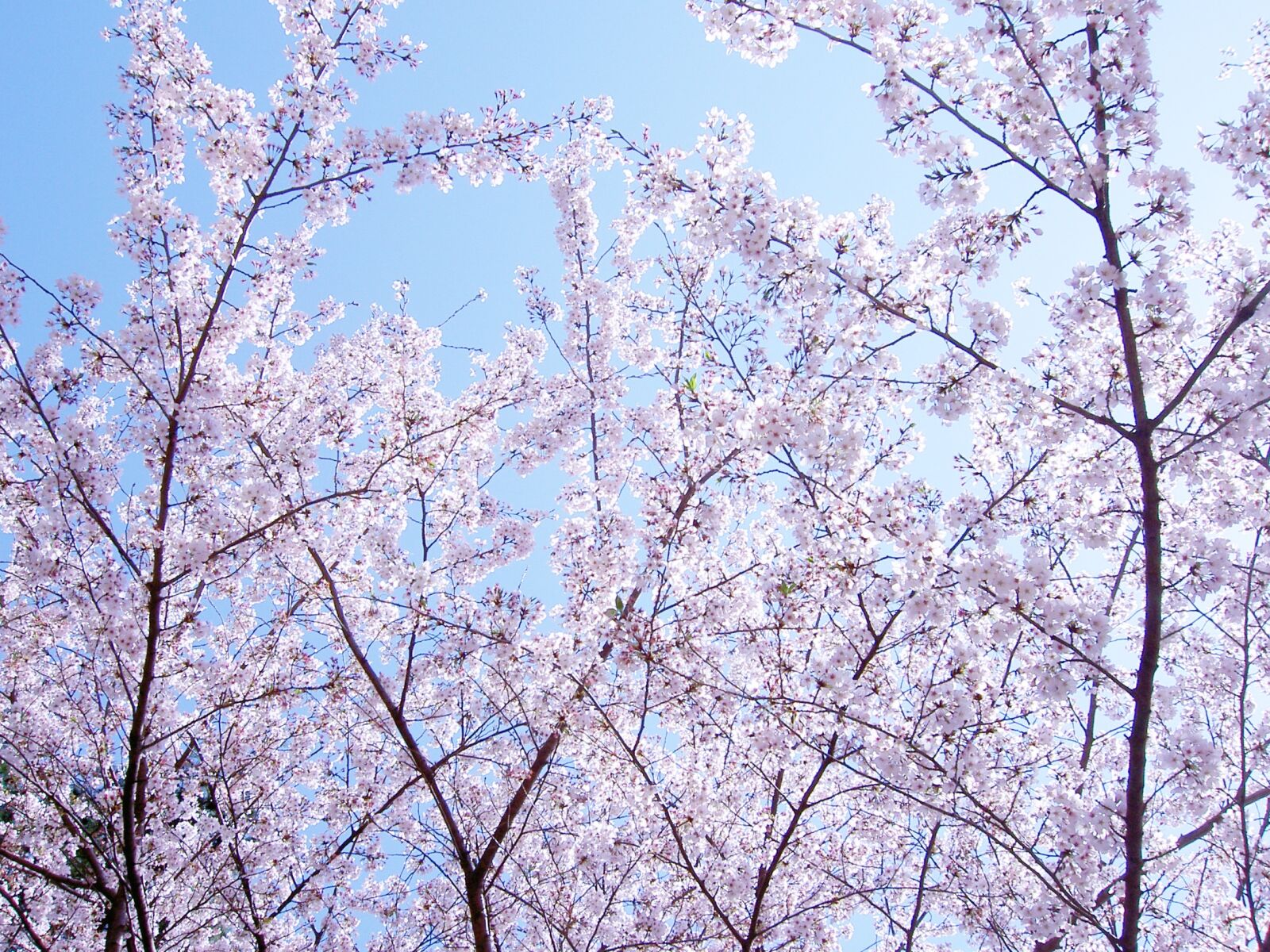 KONICA MINOLTA DiMAGE G400 sample photo. Flowers, cherry blossoms, spring photography