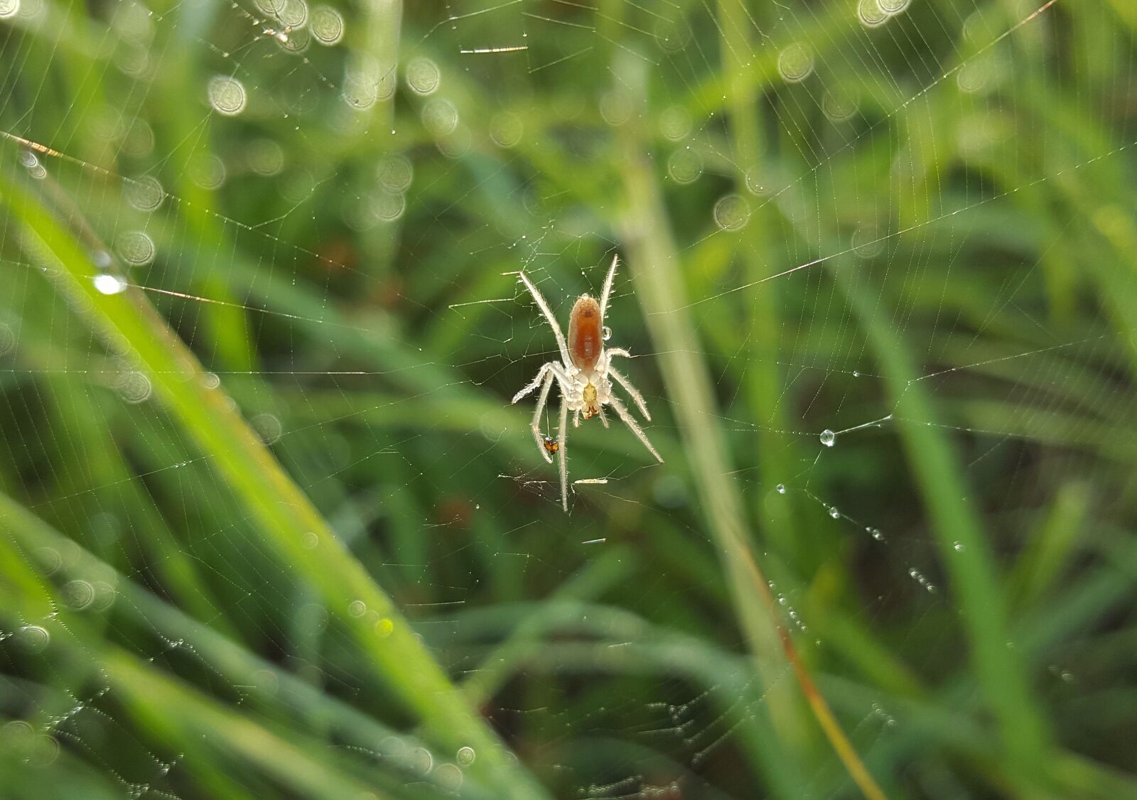 Samsung Galaxy Note5 sample photo. Spider, field orbweaver, web photography